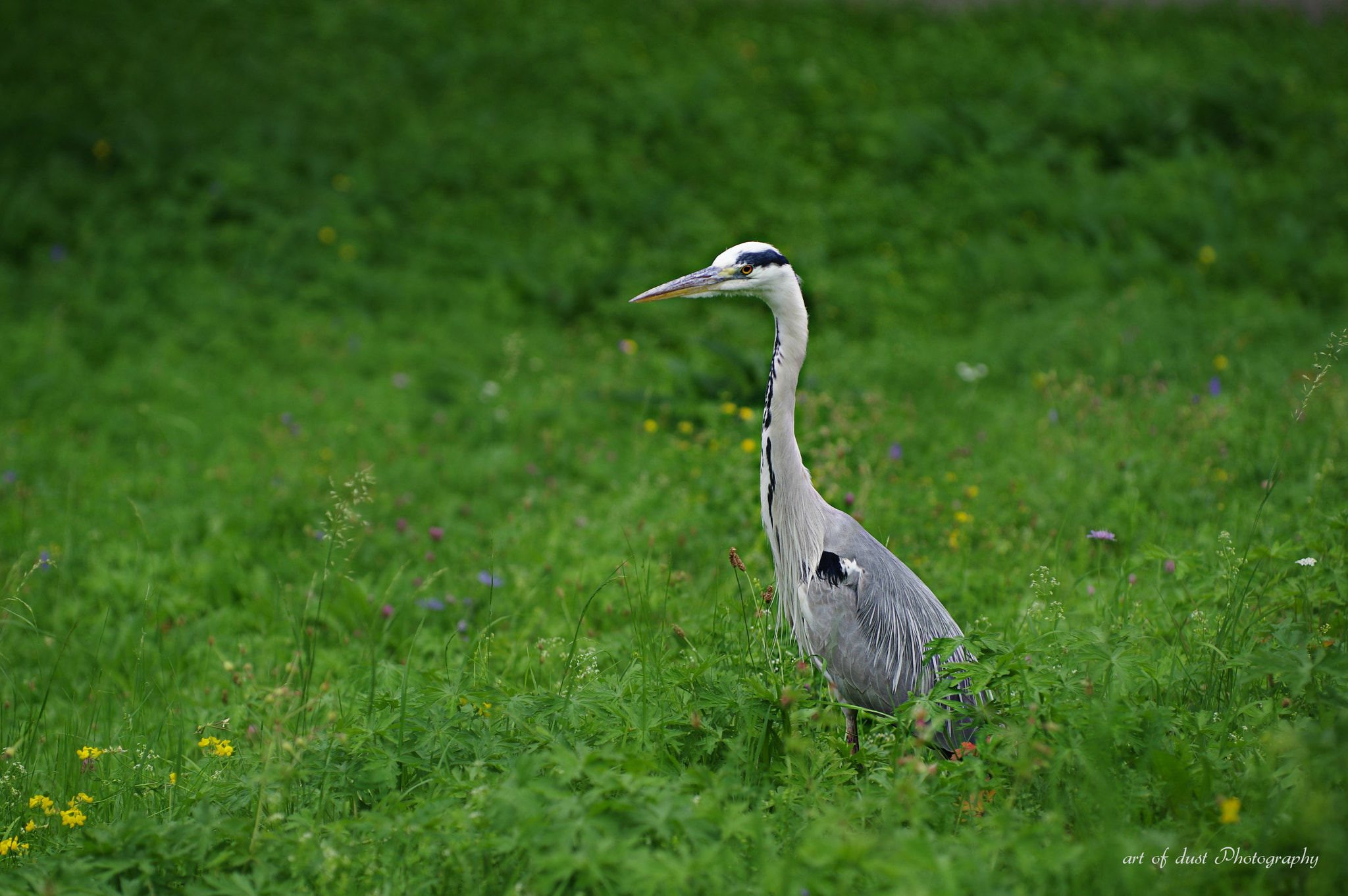 Pentax K-3 sample photo. ******* photography