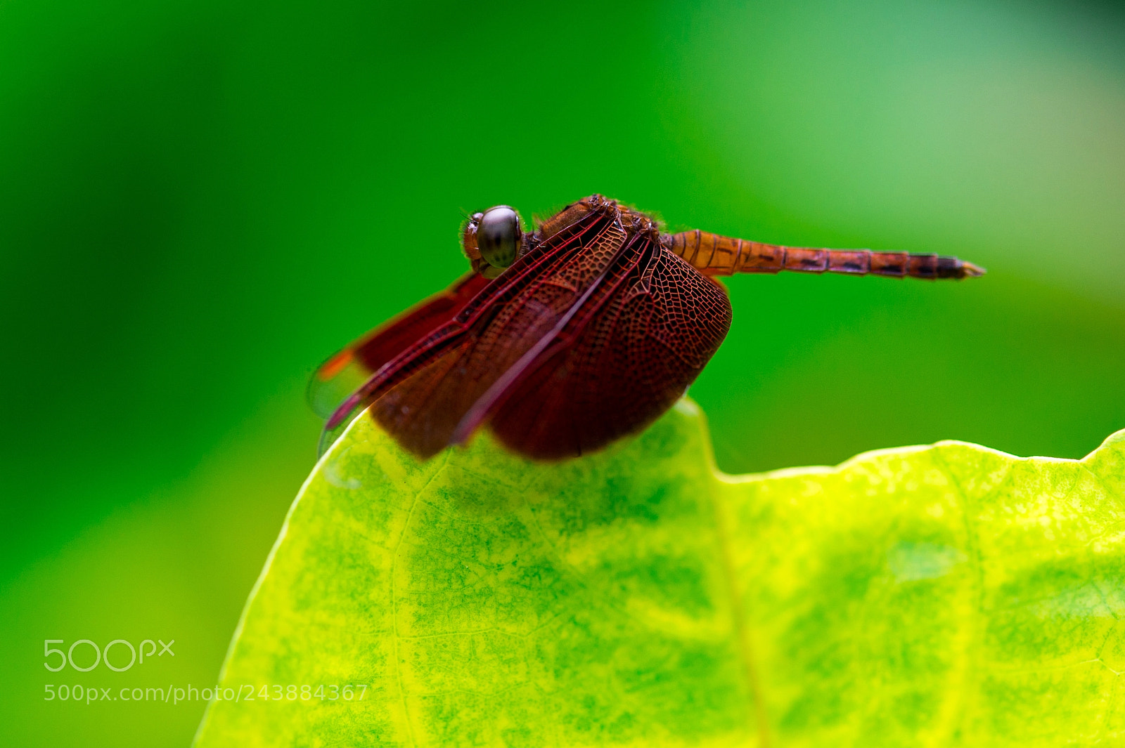 Nikon D4 sample photo. A dragonfly photography