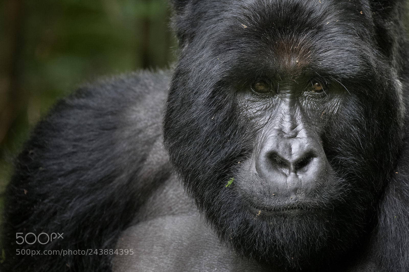 Nikon D850 sample photo. Gorilla portrait photography