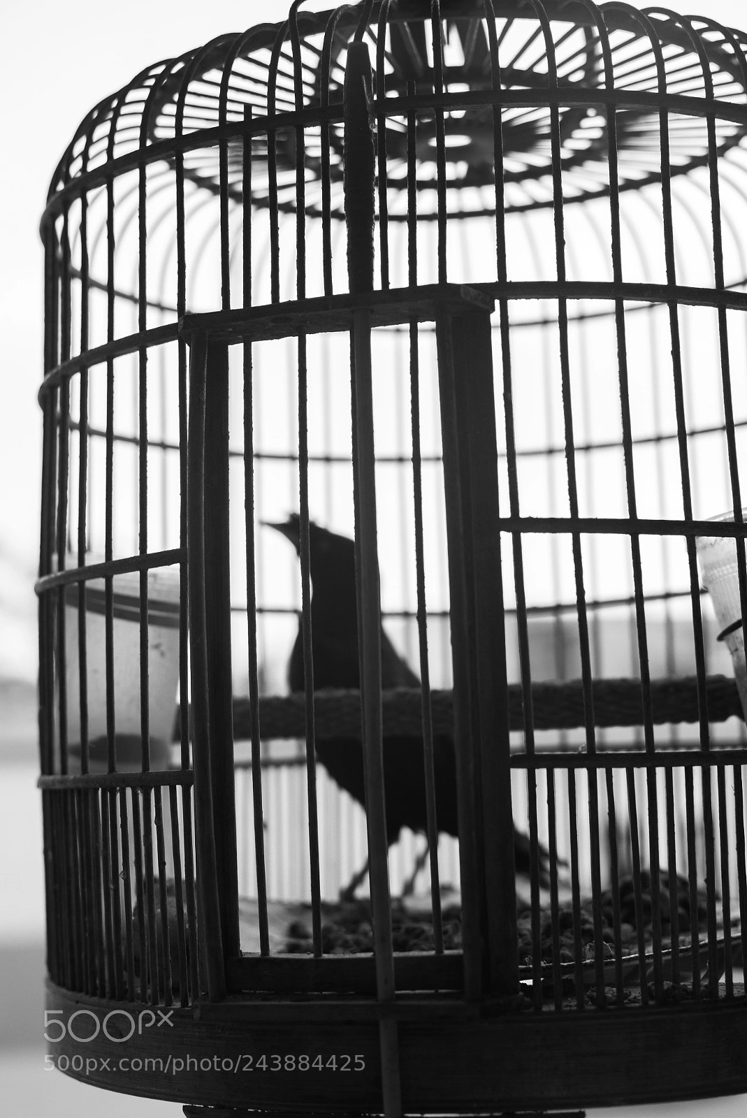 Leica M (Typ 240) sample photo. Cage photography