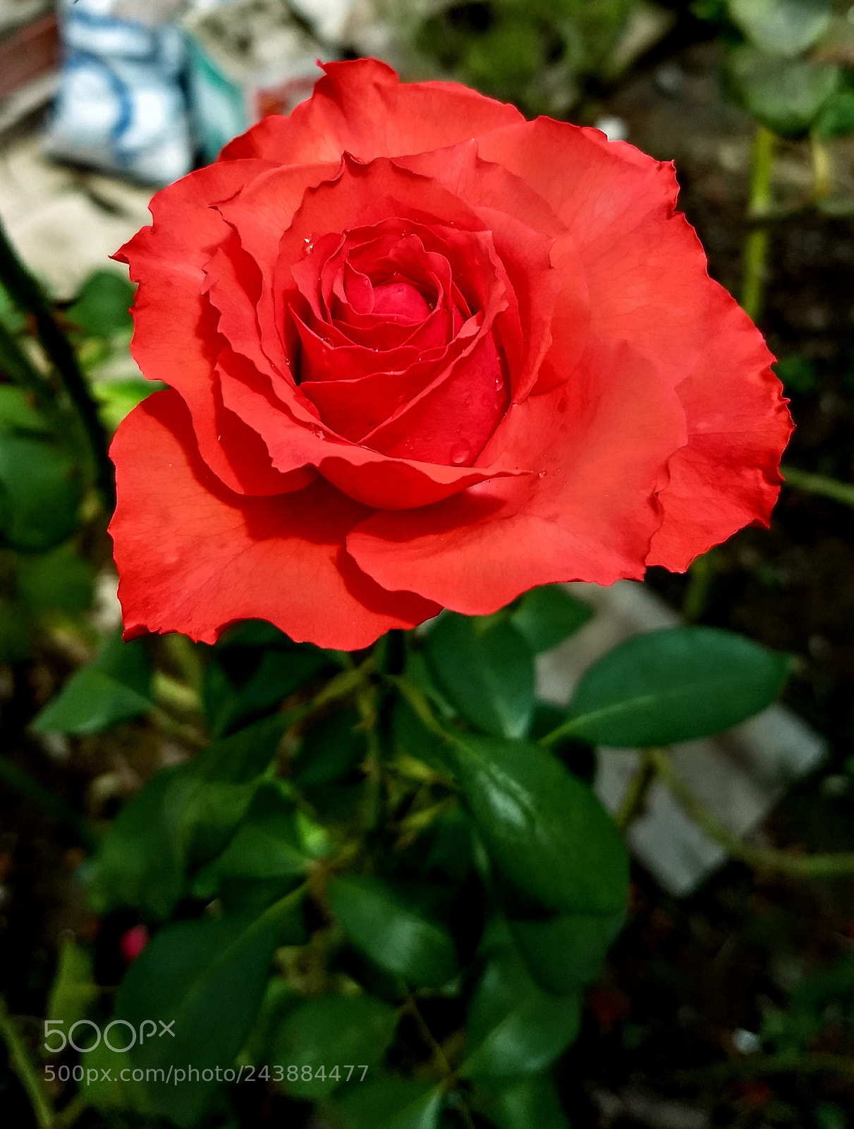 Motorola Moto Z (2) Play sample photo. Roses photography