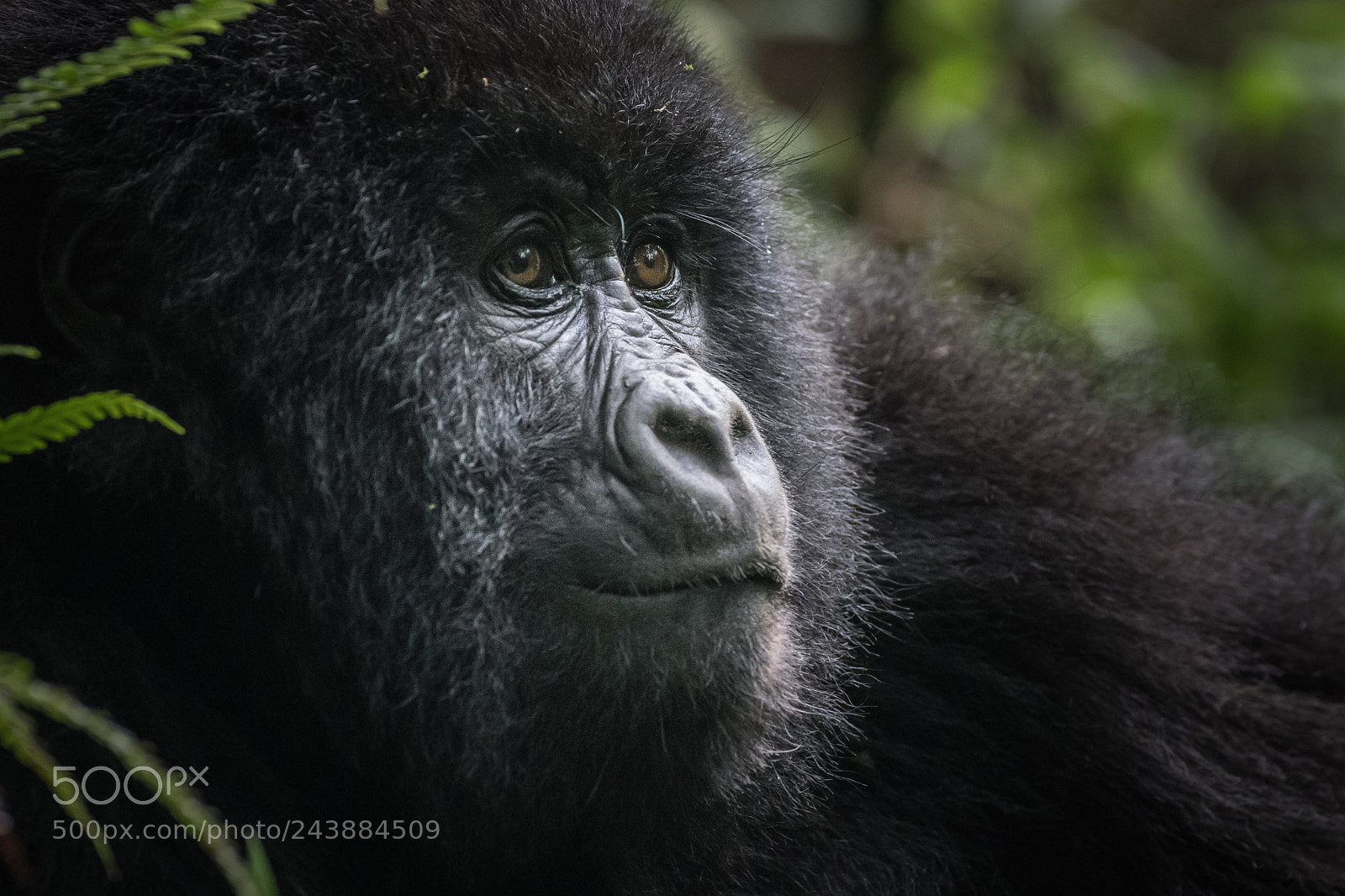 Nikon D850 sample photo. Gorilla portrait photography