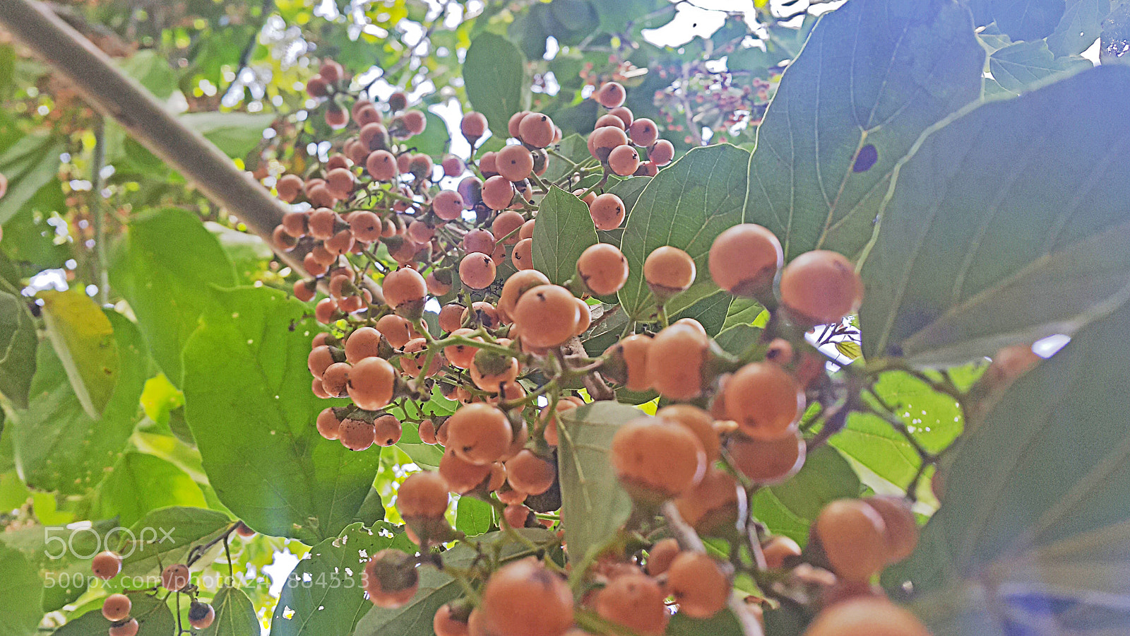 Samsung Galaxy Note4 sample photo. Tree photography