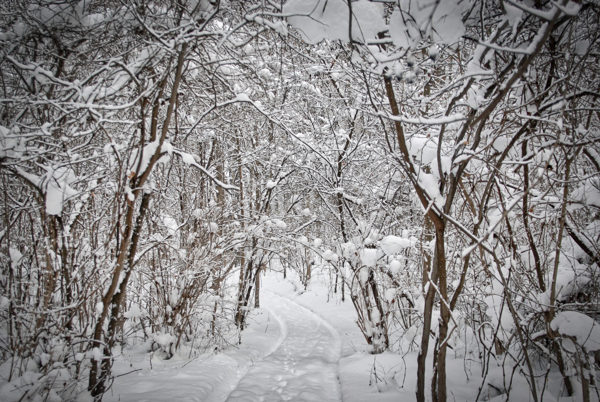 Nikon D200 sample photo. Winter path photography