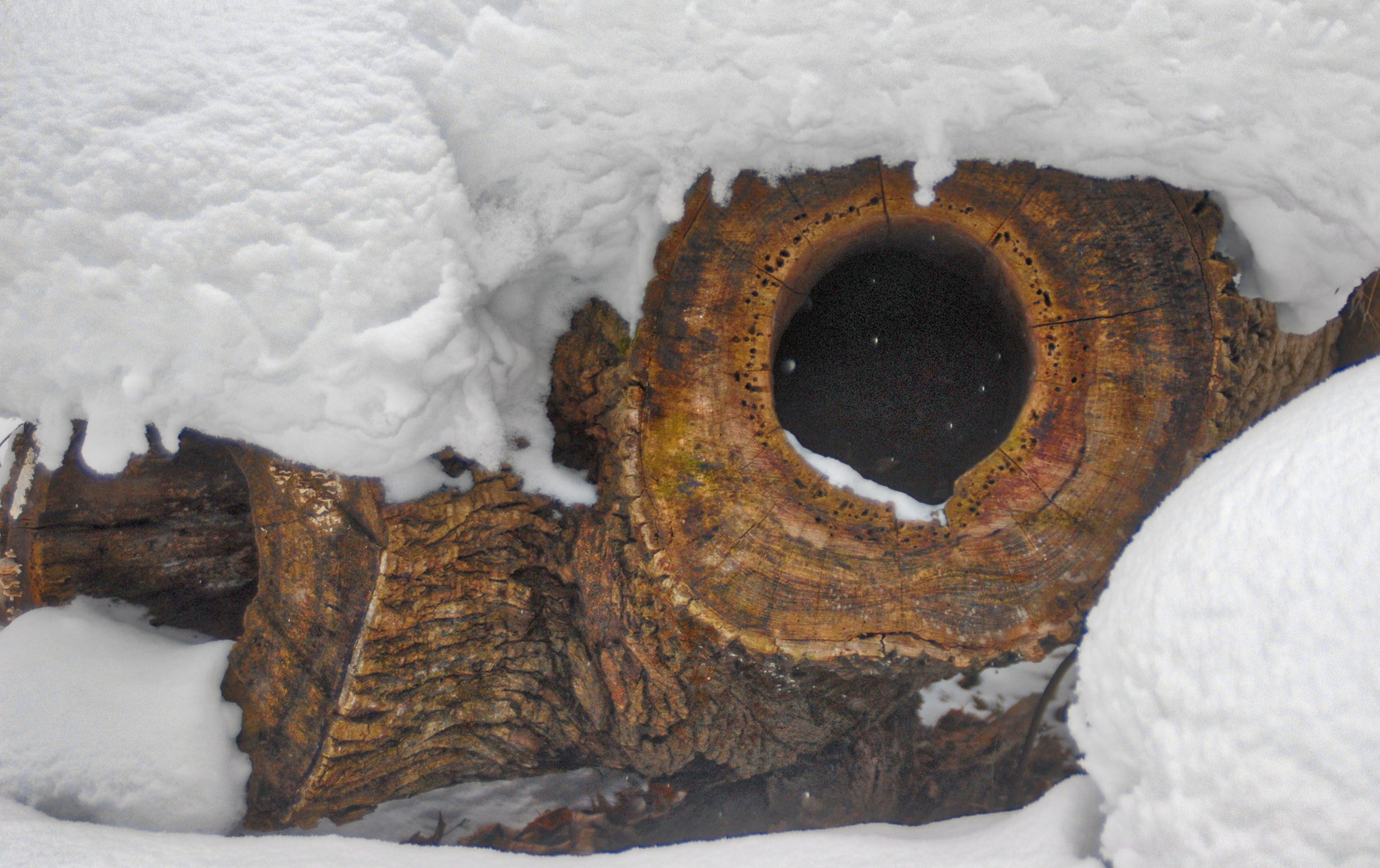 Nikon D200 + Sigma 24-60mm F2.8 EX DG sample photo. Hole in log photography