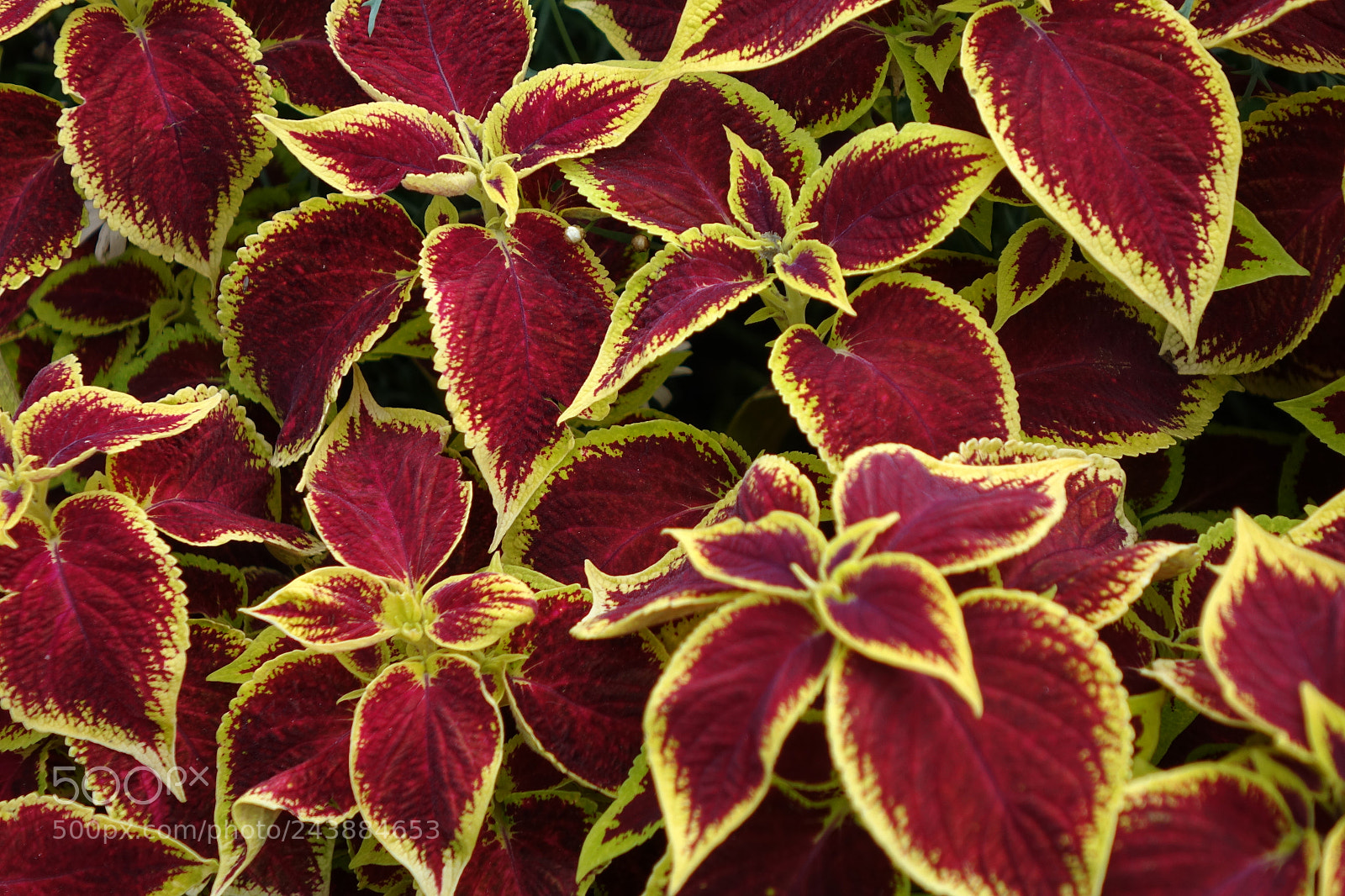 Sony Cyber-shot DSC-RX10 sample photo. Flower 004 - botanical garden photography