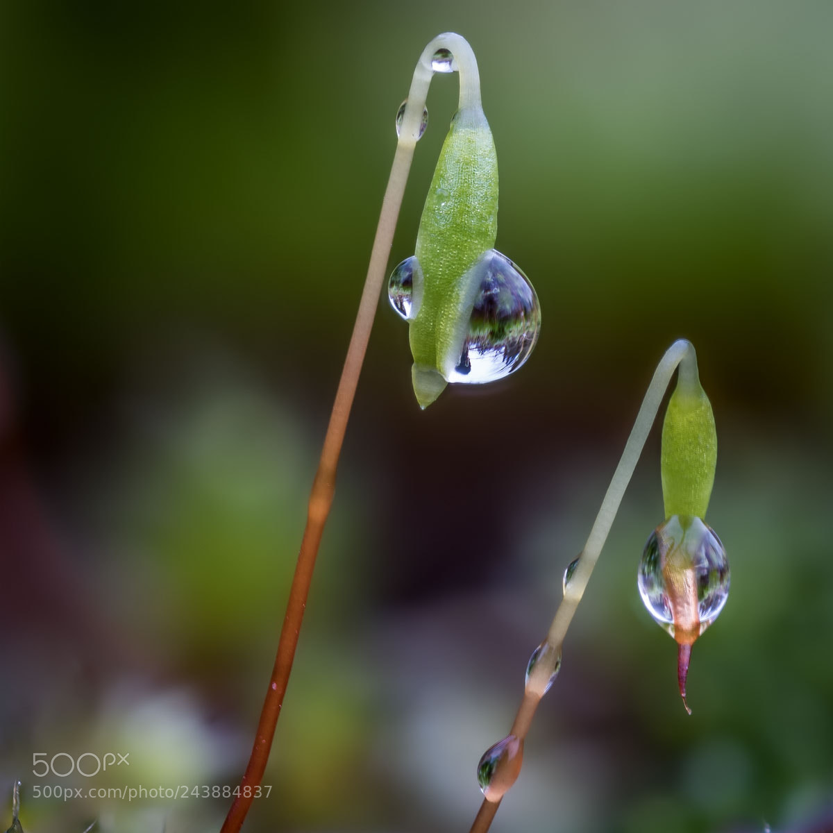 Nikon D500 sample photo. Flowering moss photography
