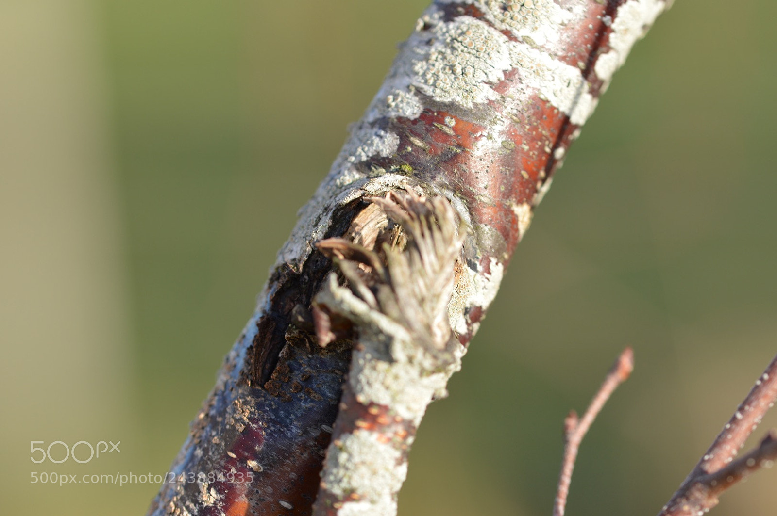 Nikon D3200 sample photo. Untitled photography