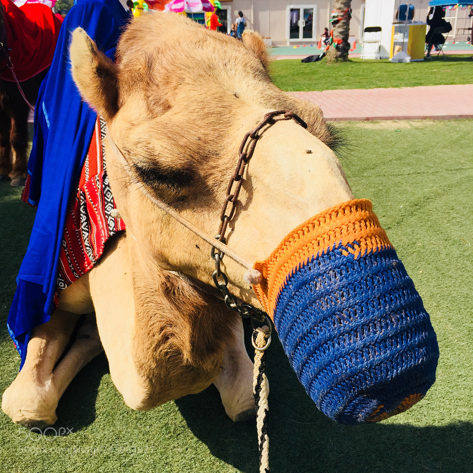 Apple iPhone 6 sample photo. Camel in hot sun photography