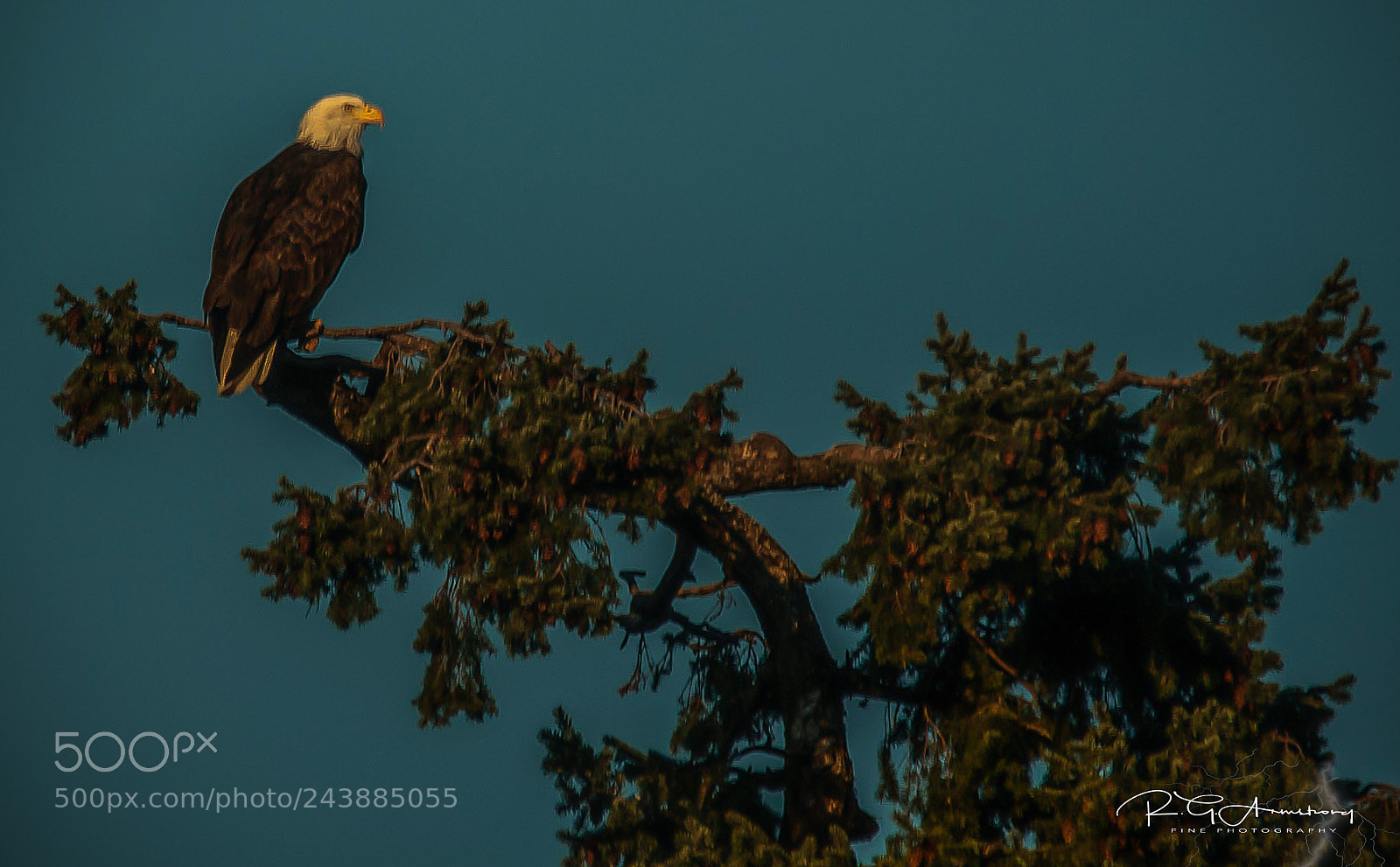 Pentax K200D sample photo. Eagles perch photography