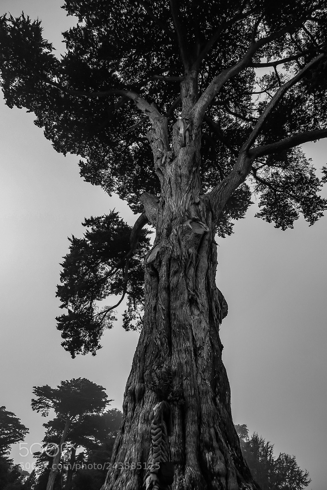 Canon PowerShot G1 X Mark II sample photo. A grand tree photography