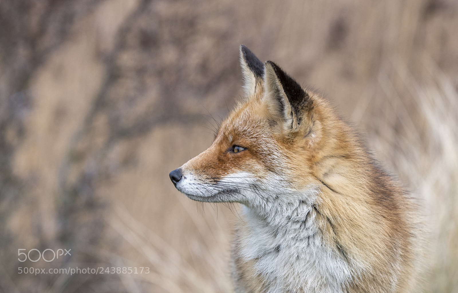 Nikon D850 sample photo. Red fox photography