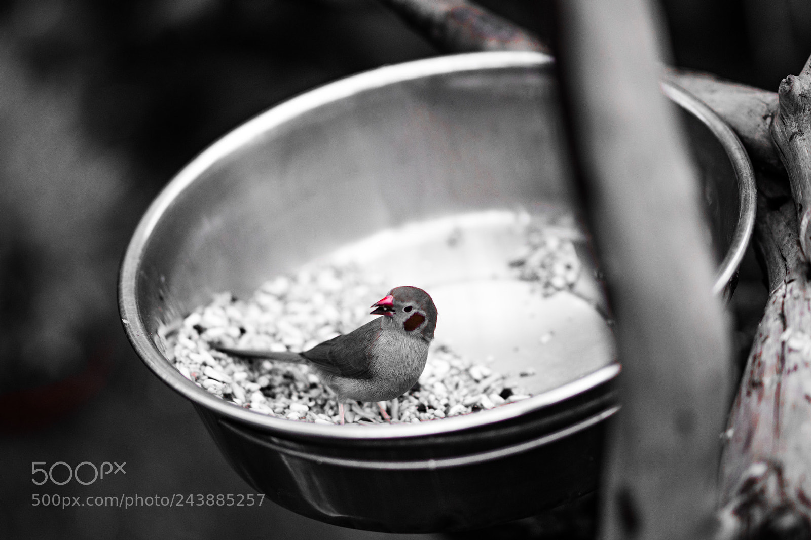 Sony a6500 sample photo. Red beak photography
