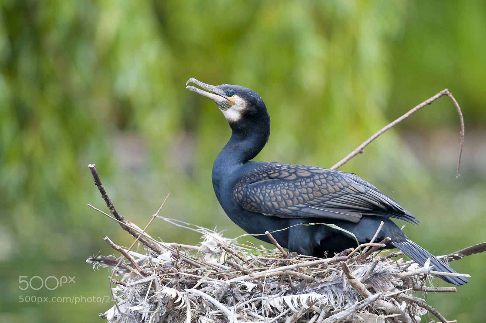 Nikon D300 sample photo. Kormoran - great cormorant photography