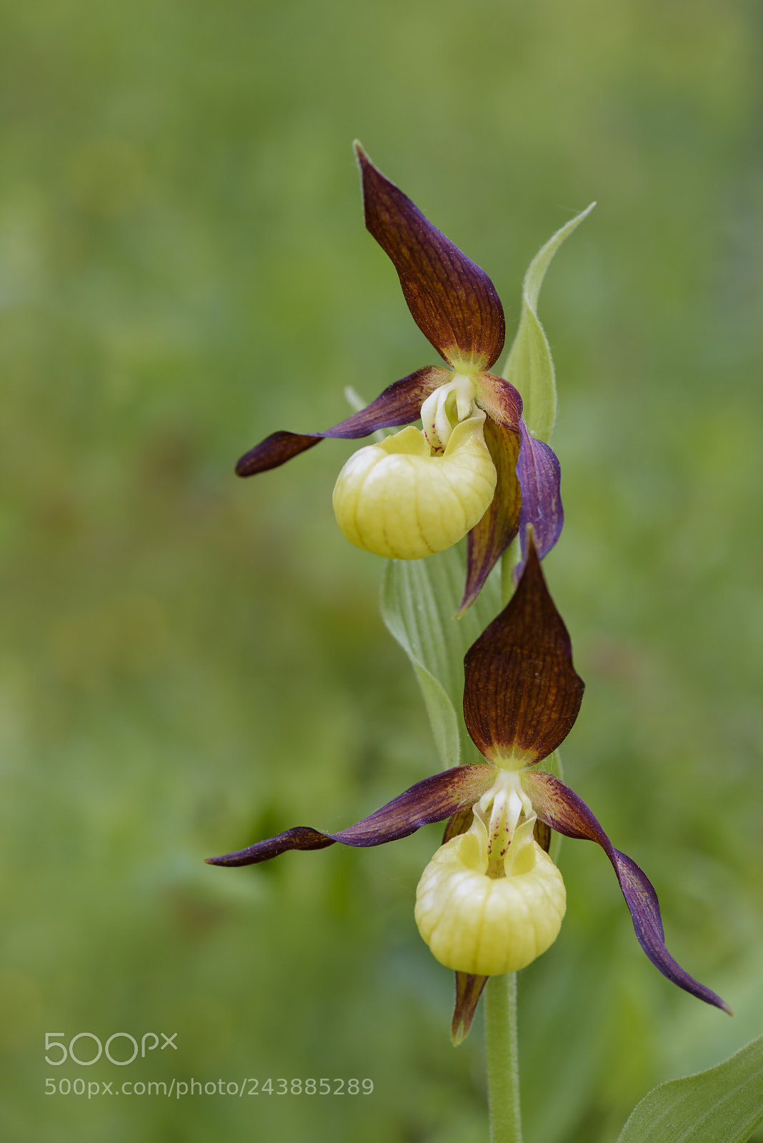 Nikon D810 sample photo. Europaeischer frauenschuh, cypripedium calceolus photography