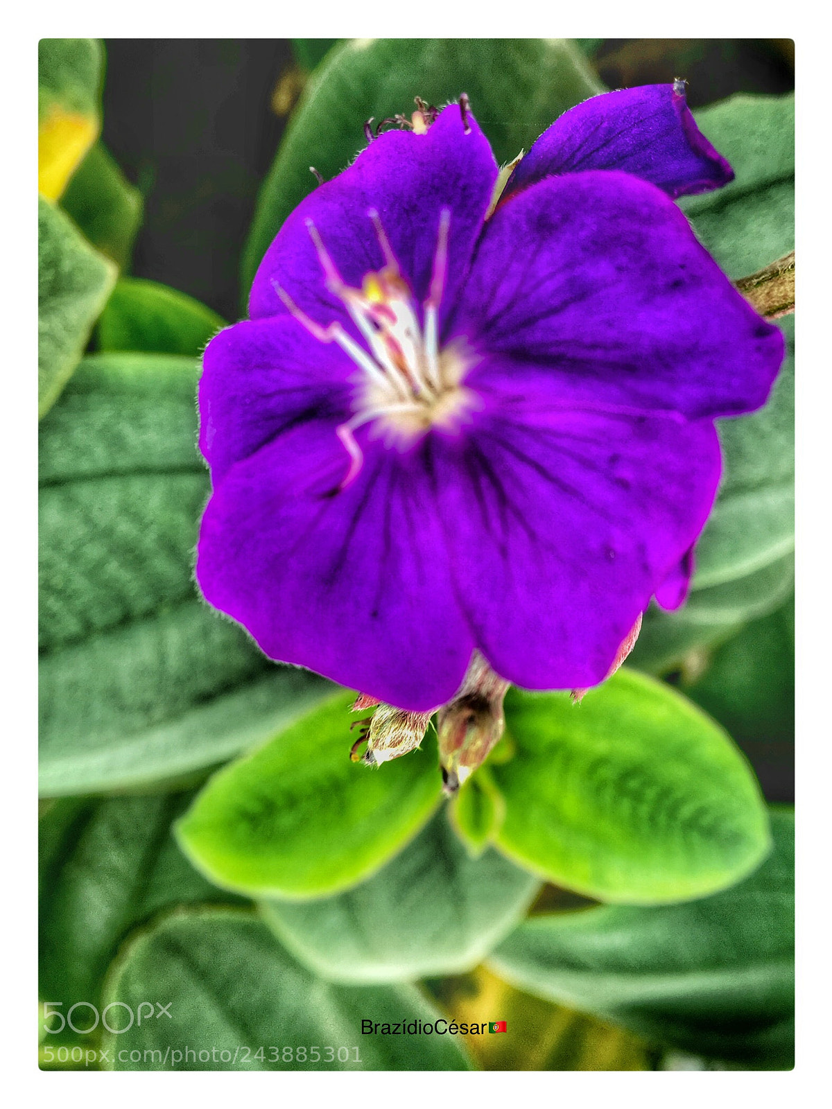 Apple iPhone 6s sample photo. Untitled photography