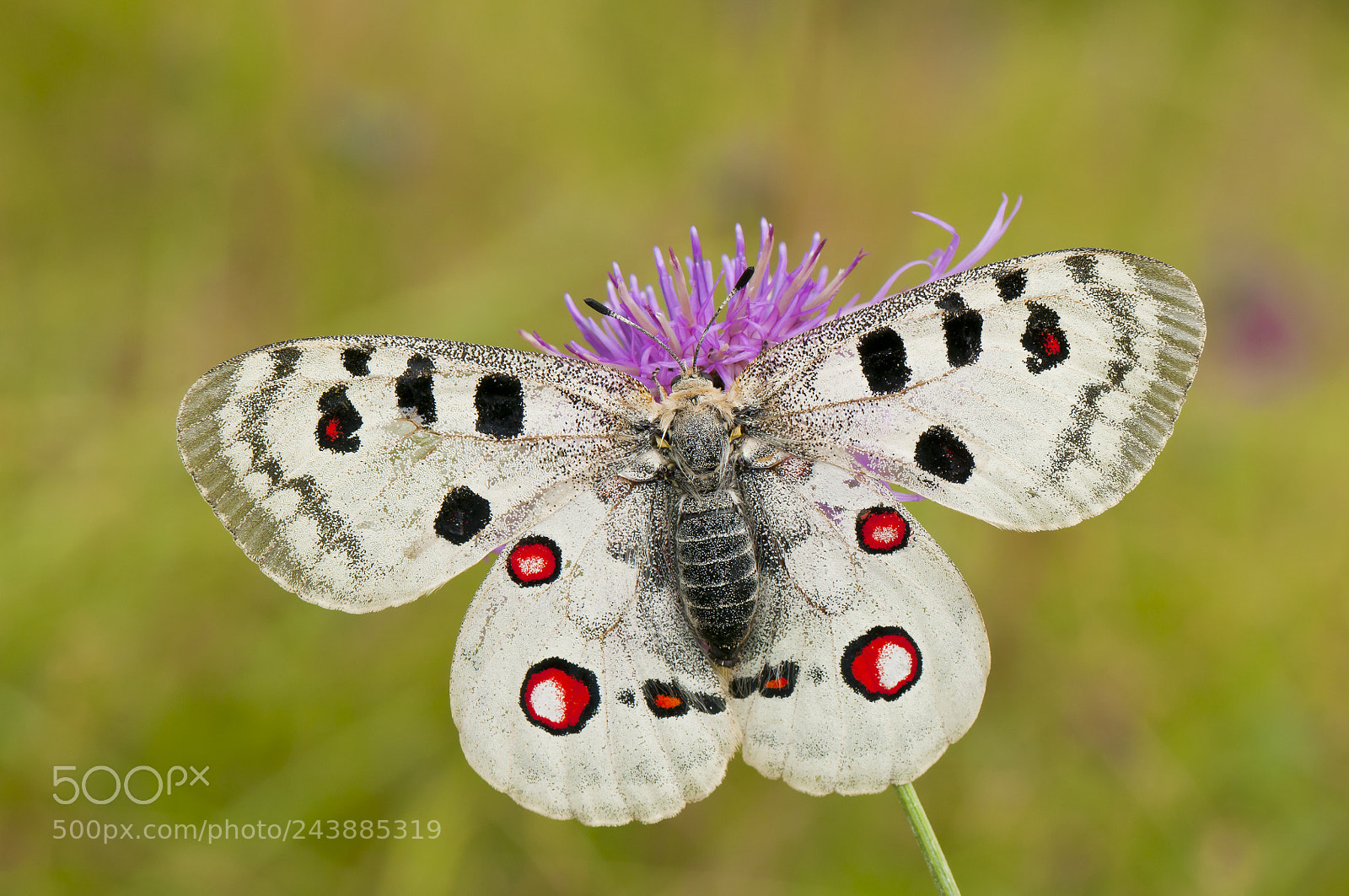 Nikon D300 sample photo. Apollofalter, parnassius apollo, apollo photography