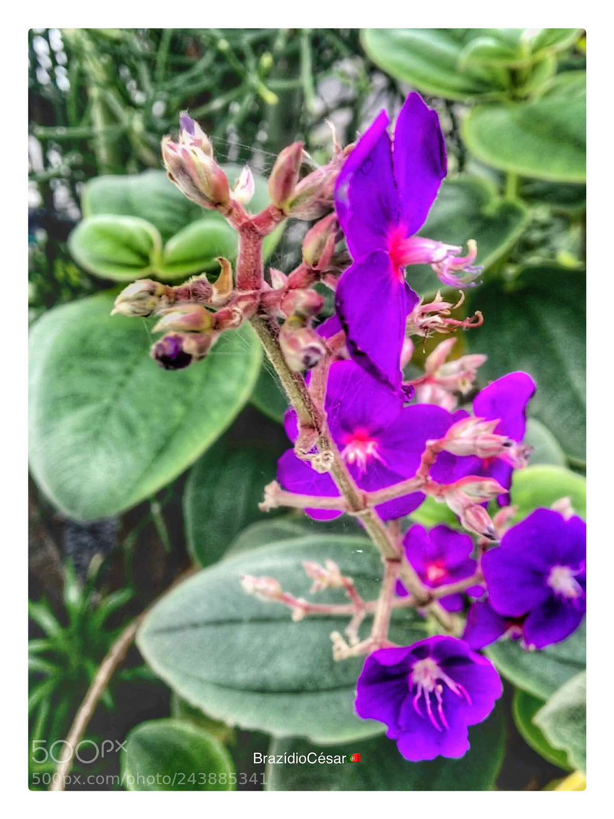 Apple iPhone 6s sample photo. Untitled photography