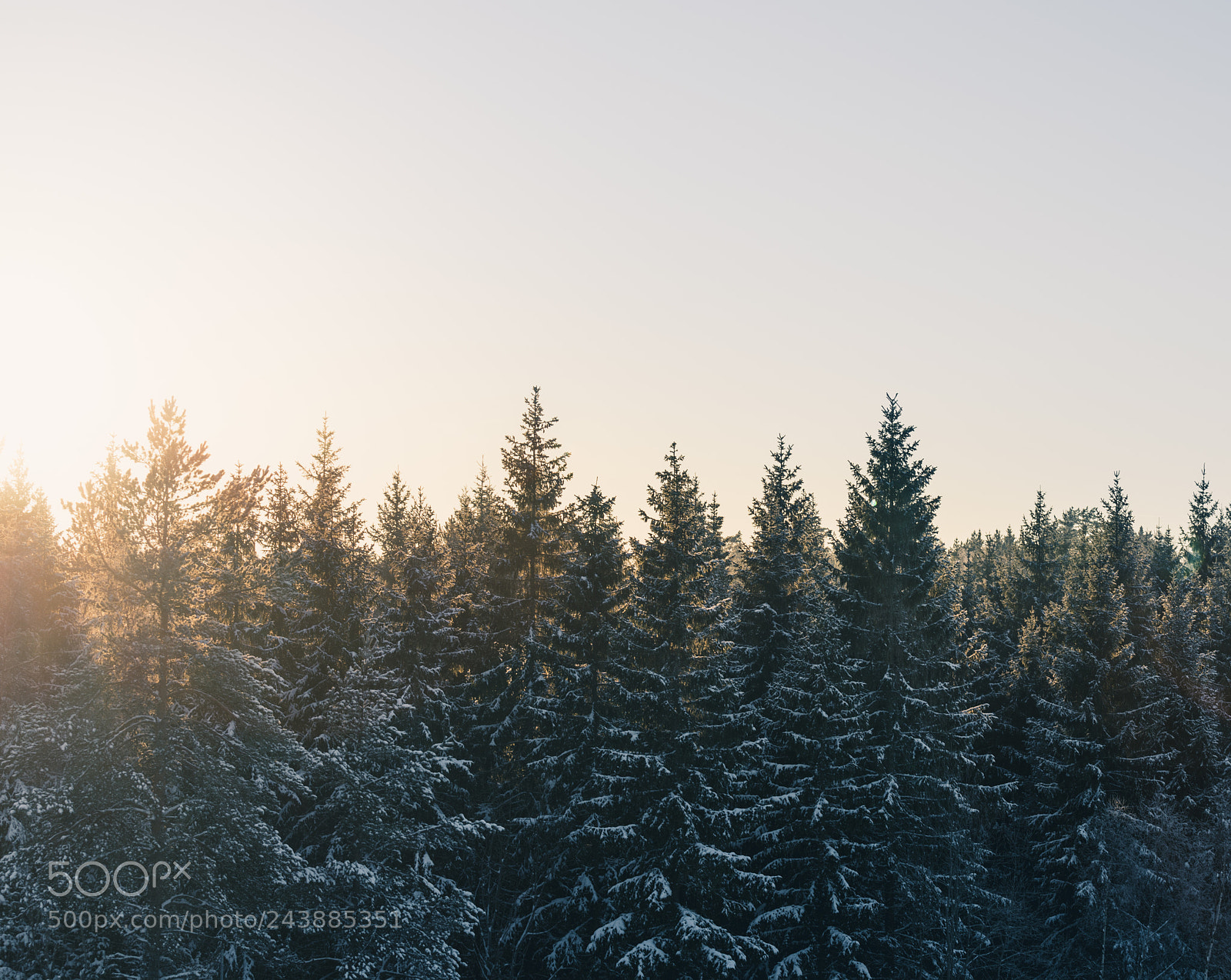 Nikon D810 sample photo. Frosty tree tops photography