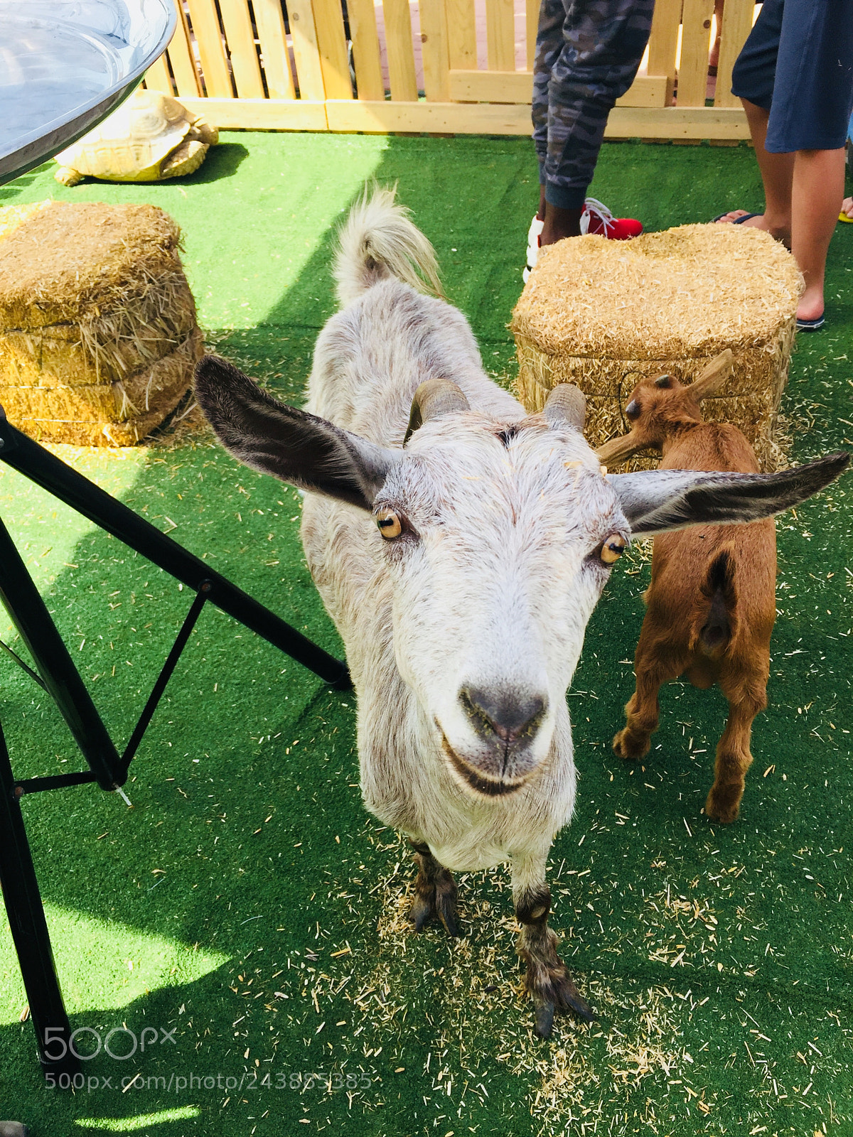Apple iPhone 6 sample photo. Posh paws - goat photography