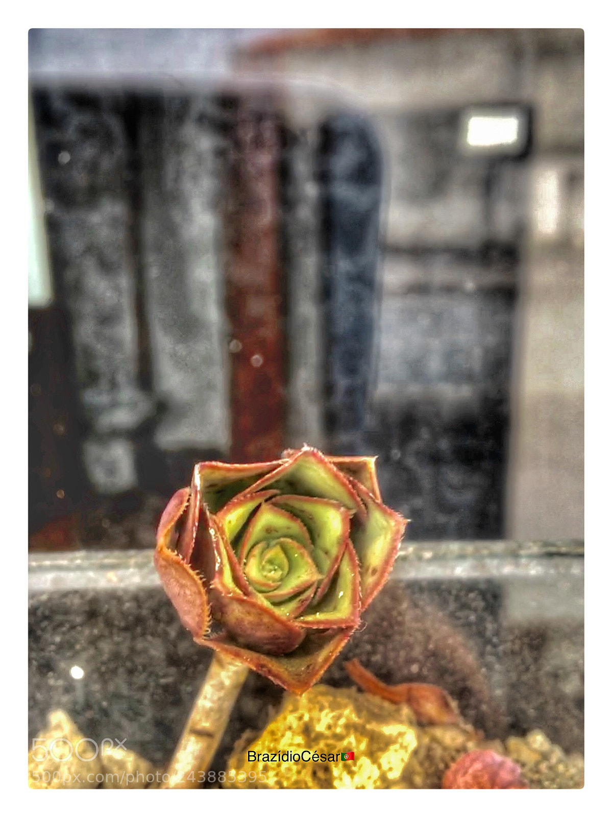 Apple iPhone 6s sample photo. Untitled photography