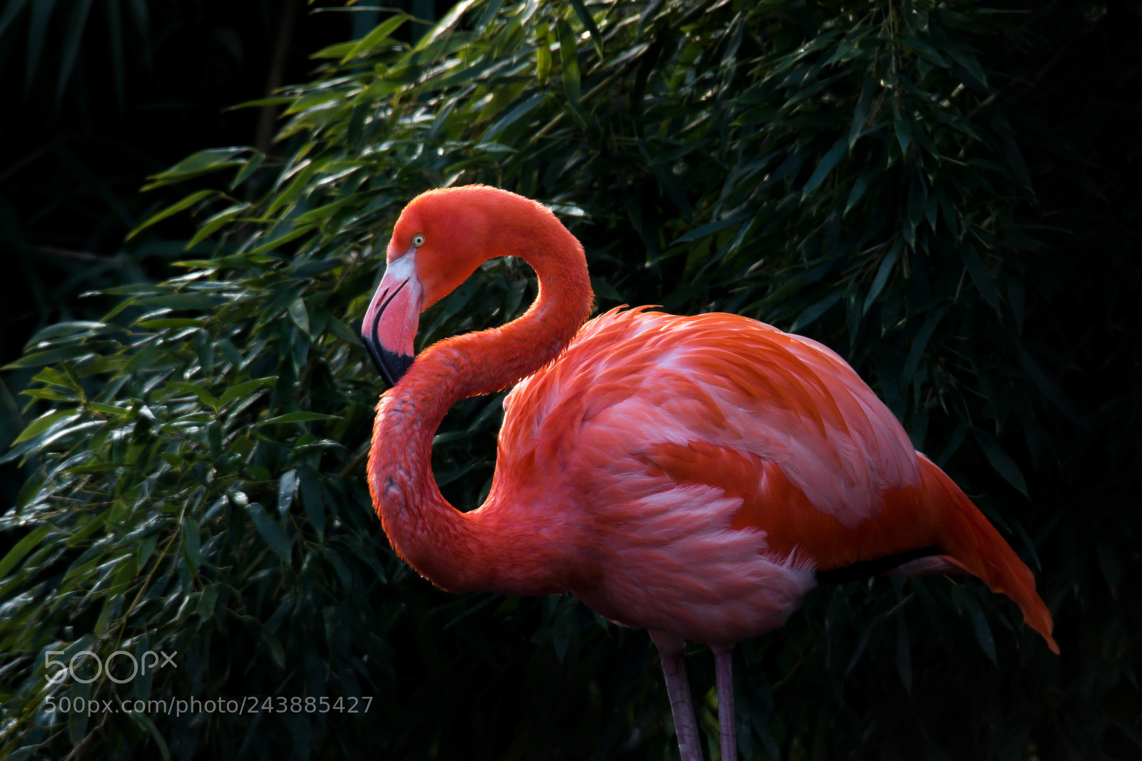 Canon EOS 7D Mark II sample photo. Untitled photography