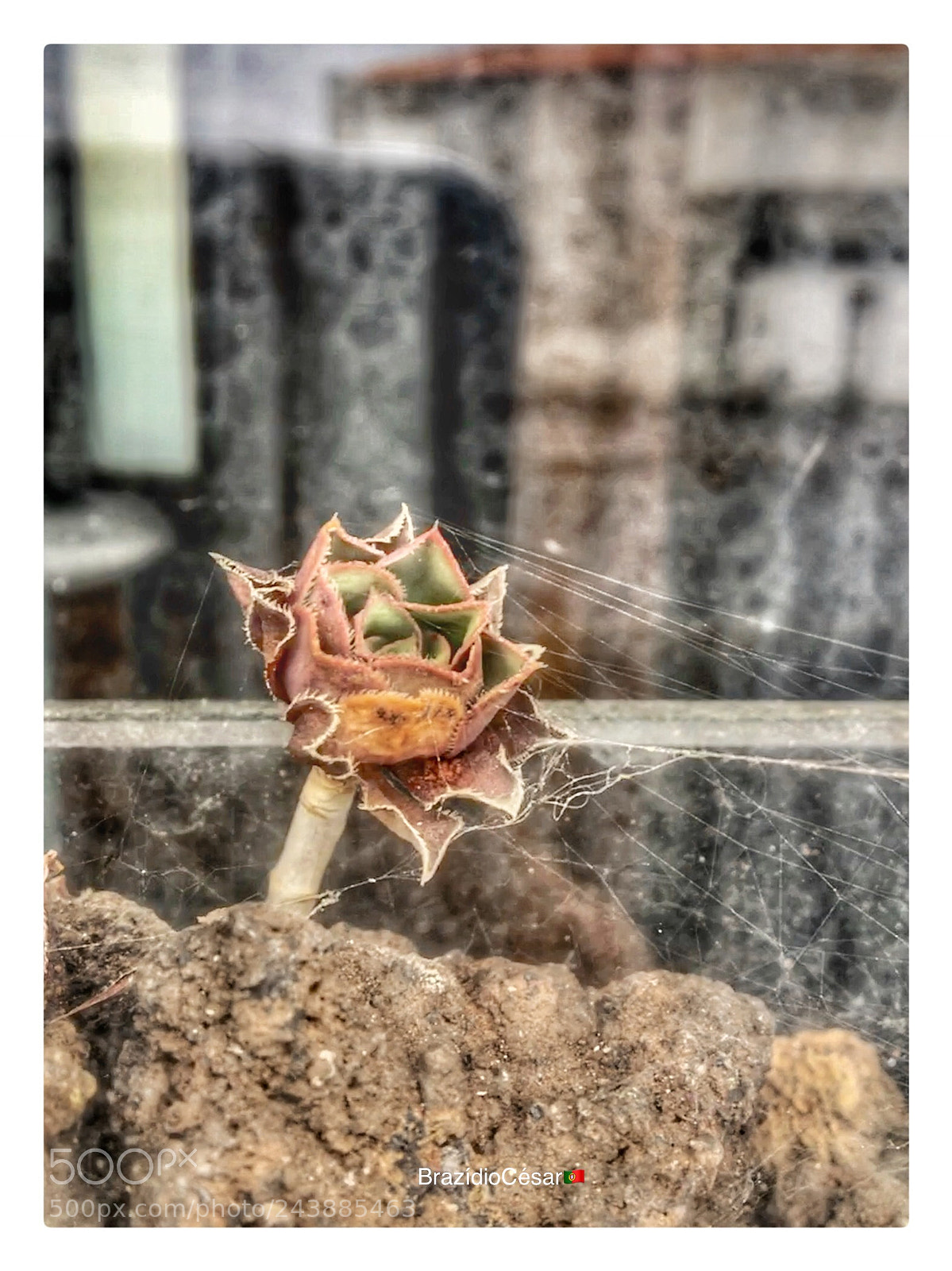 Apple iPhone 6s sample photo. Untitled photography