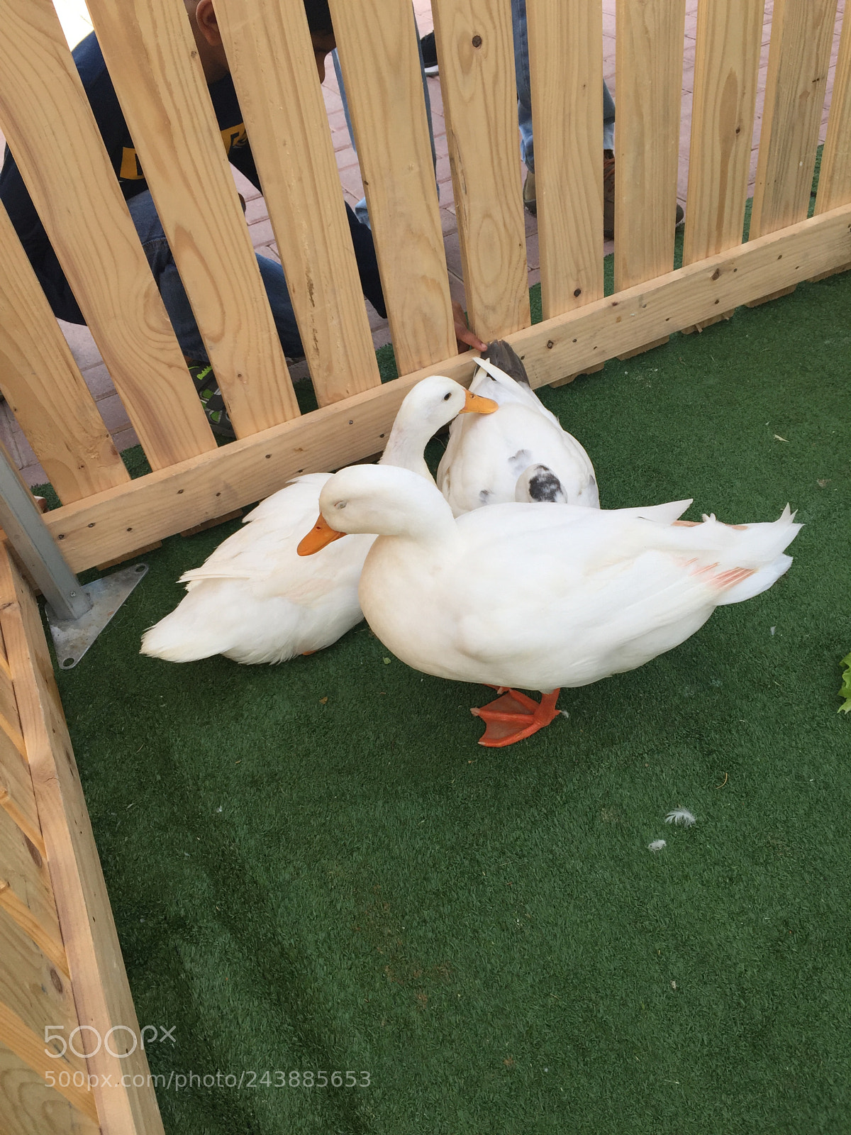 Apple iPhone 6 sample photo. Ducks behind bars photography