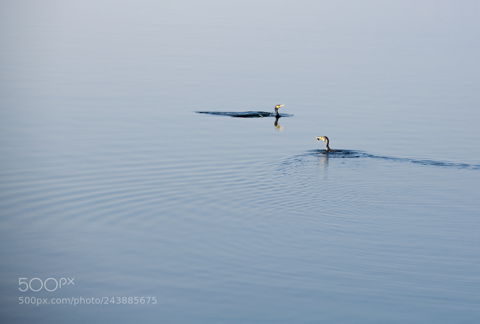 Nikon D850 sample photo. Cormorant photography