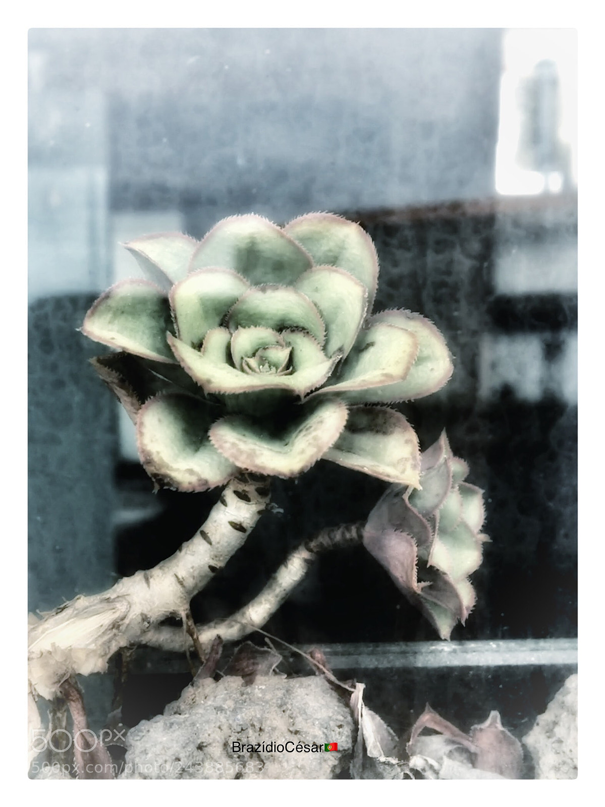 Apple iPhone 6s sample photo. Untitled photography