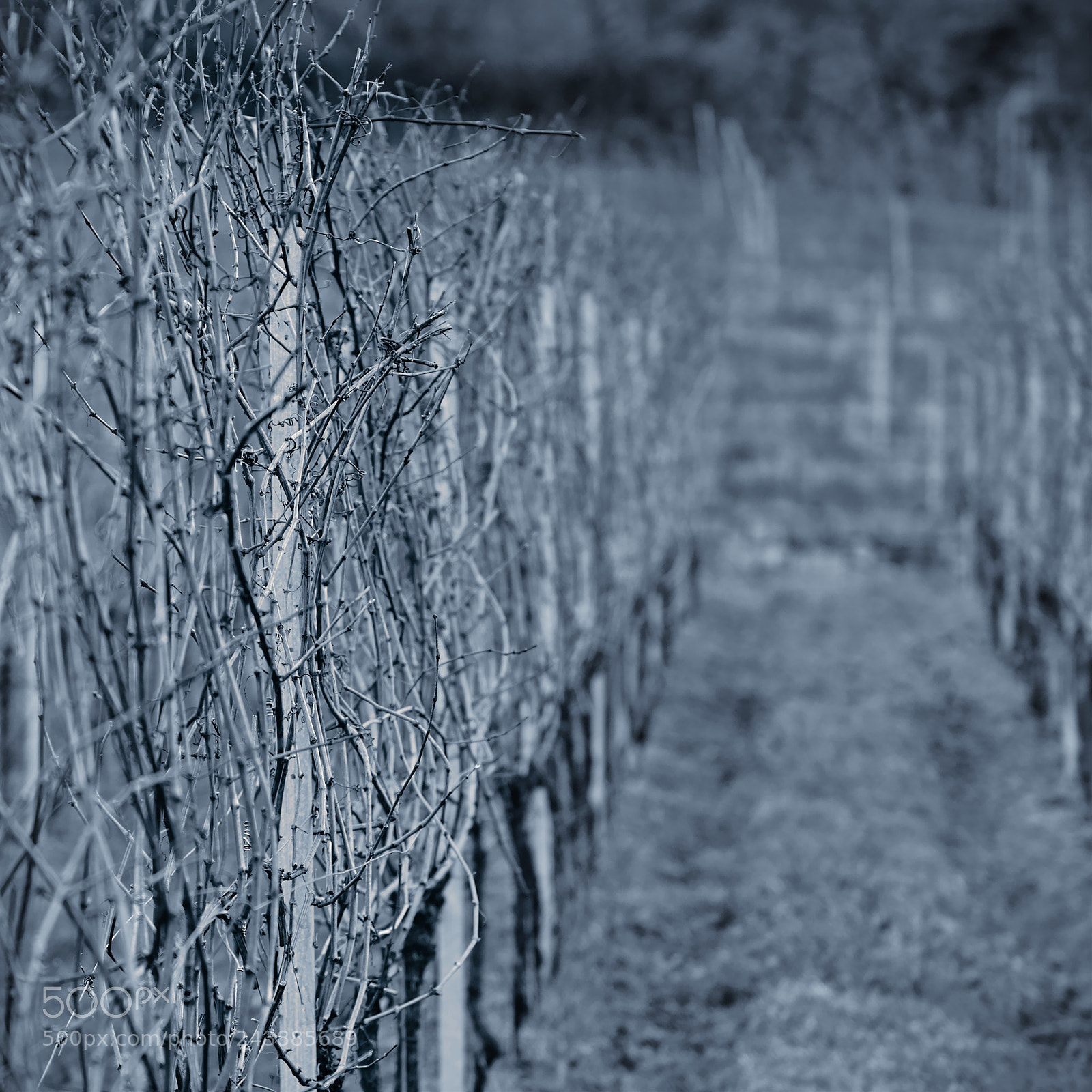 Sony a6300 sample photo. Bare wine stocks. photography