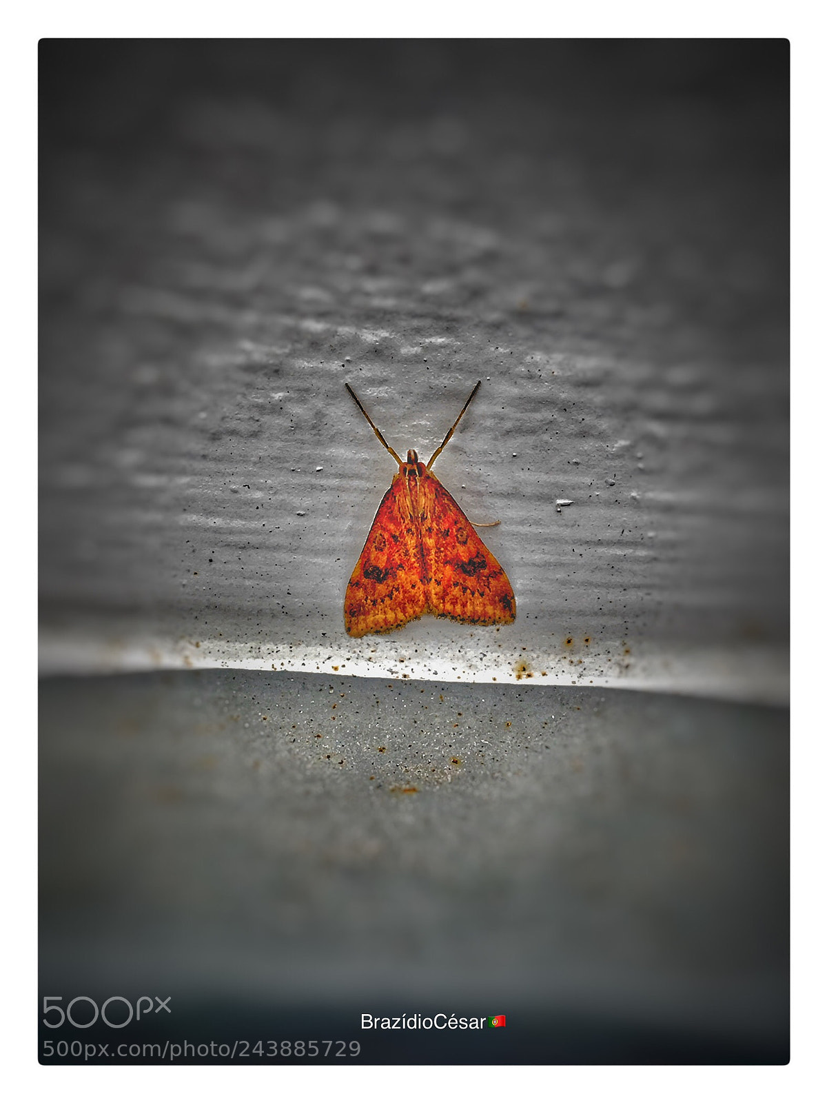 Apple iPhone 6s sample photo. Untitled photography