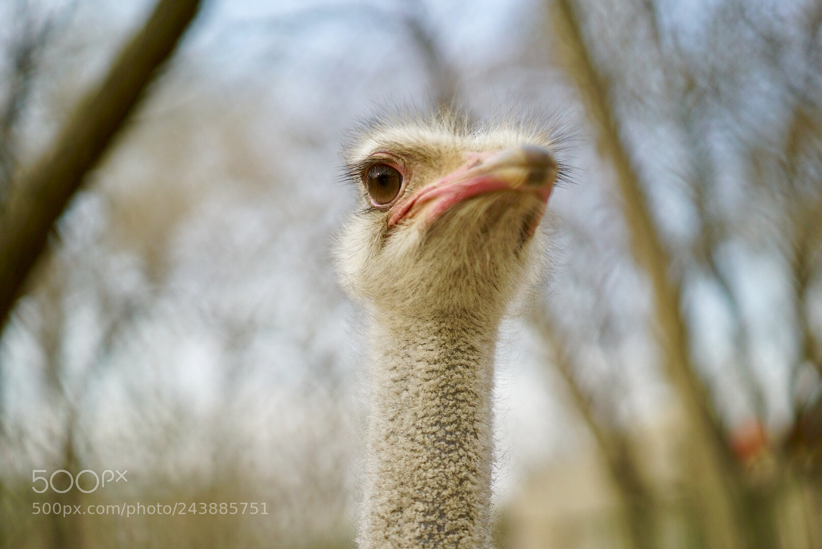 Sony a7S II sample photo. An ostrich photography