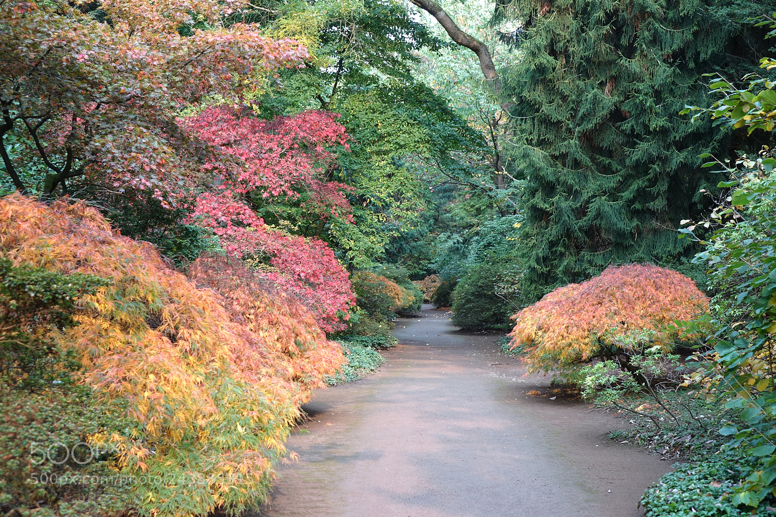 Sony Cyber-shot DSC-RX10 sample photo. A path in autumn photography