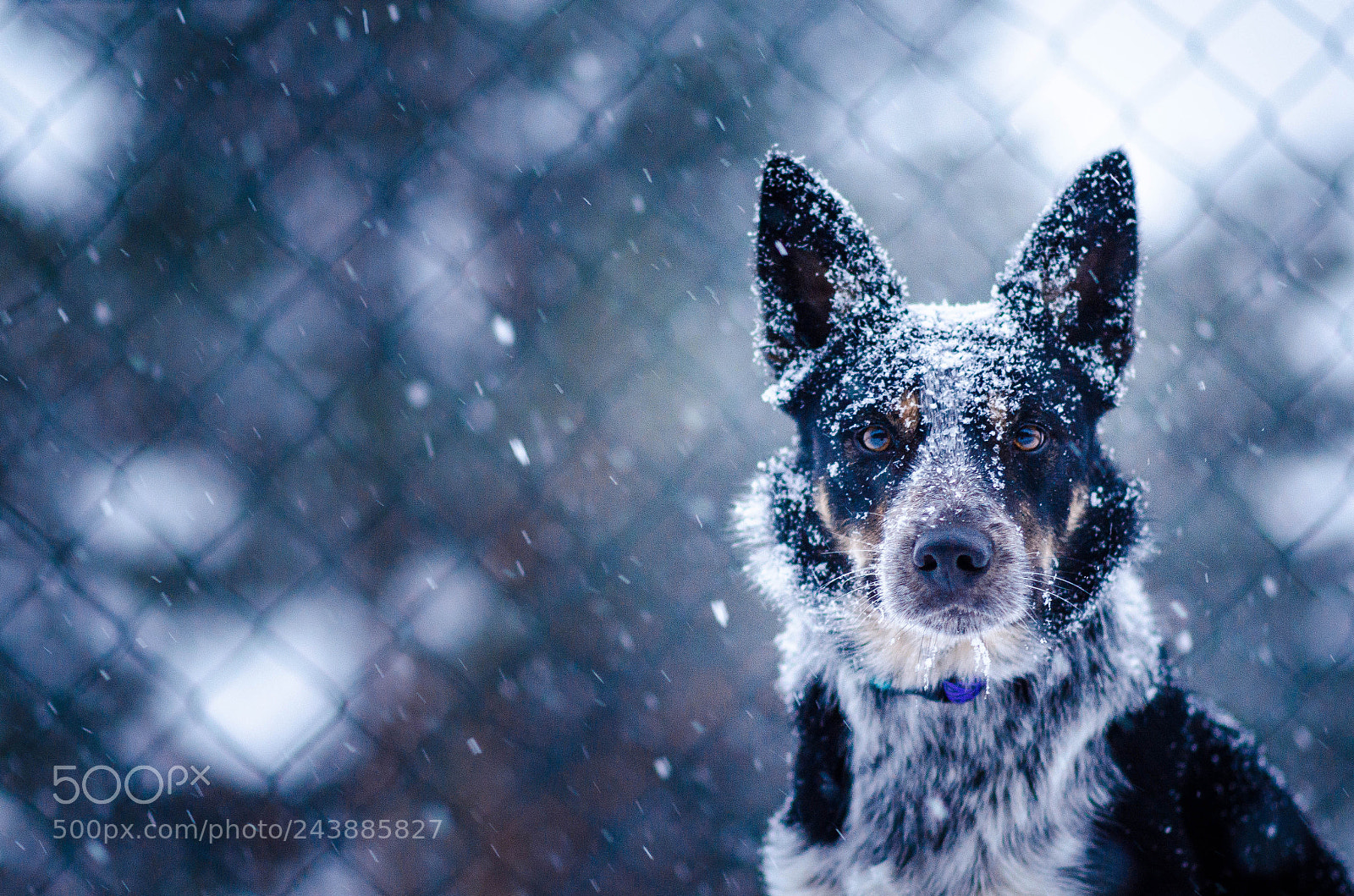 Nikon D5100 sample photo. Snow photography