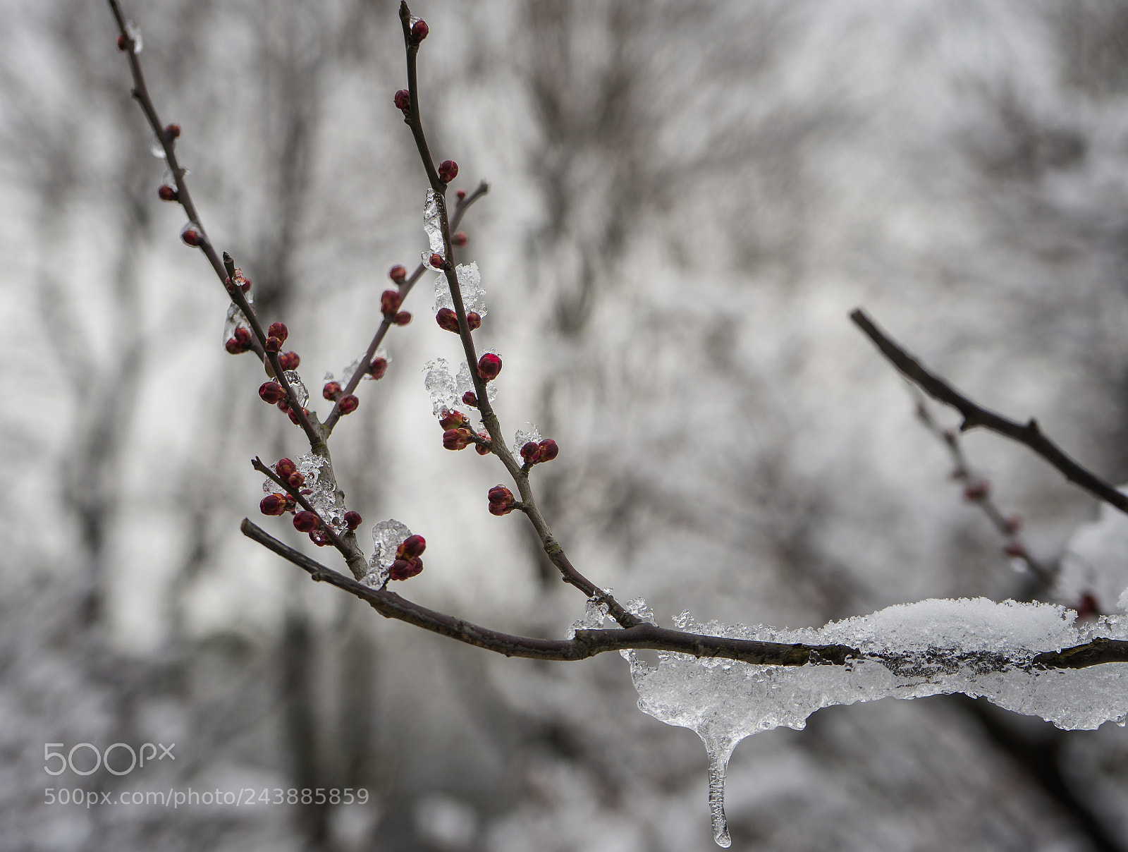 Sony a7 II sample photo. 冬 photography