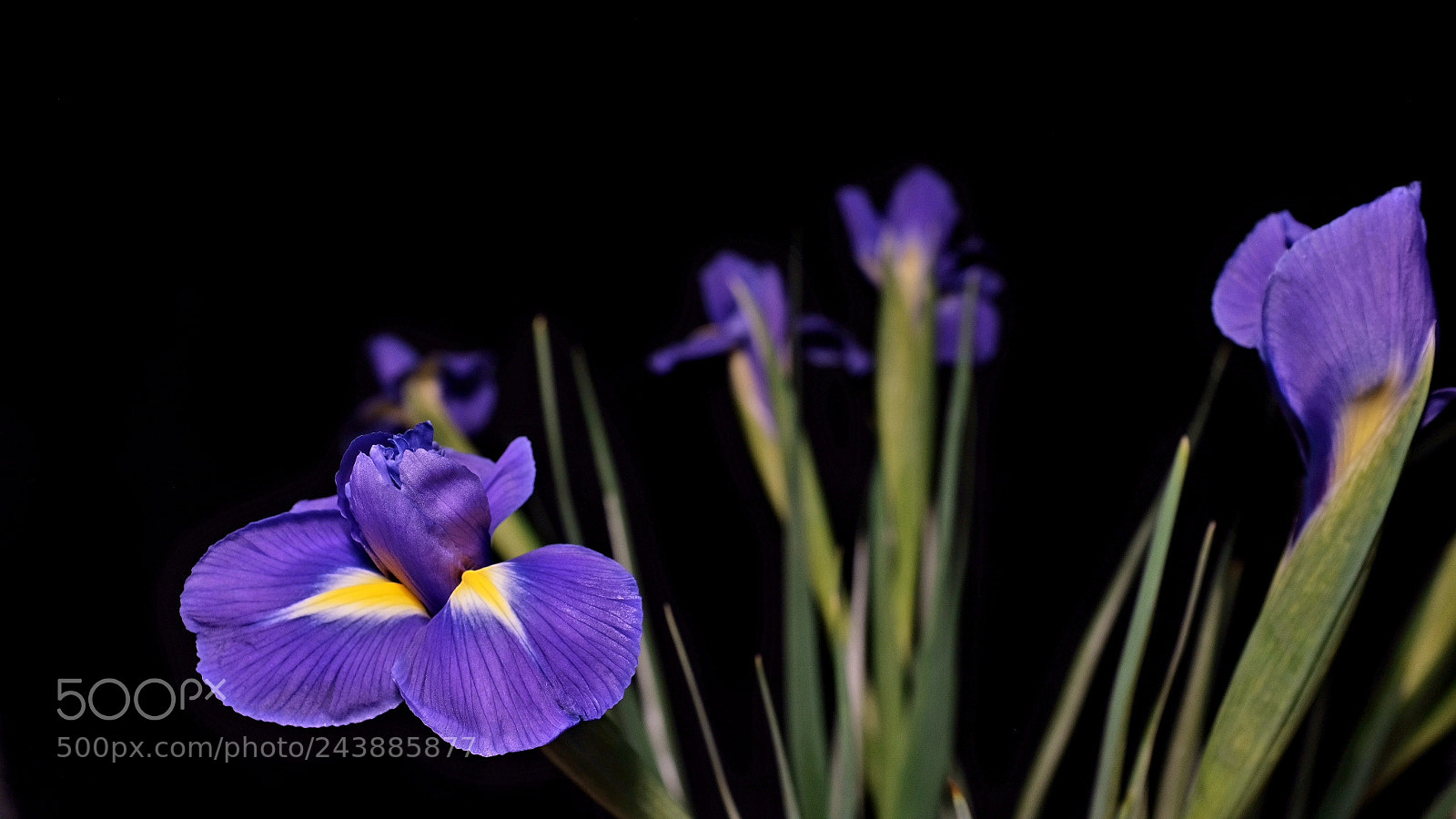 Fujifilm X100F sample photo. Irises photography