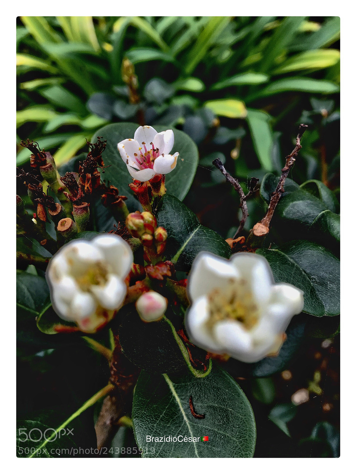 Apple iPhone 6s sample photo. Untitled photography