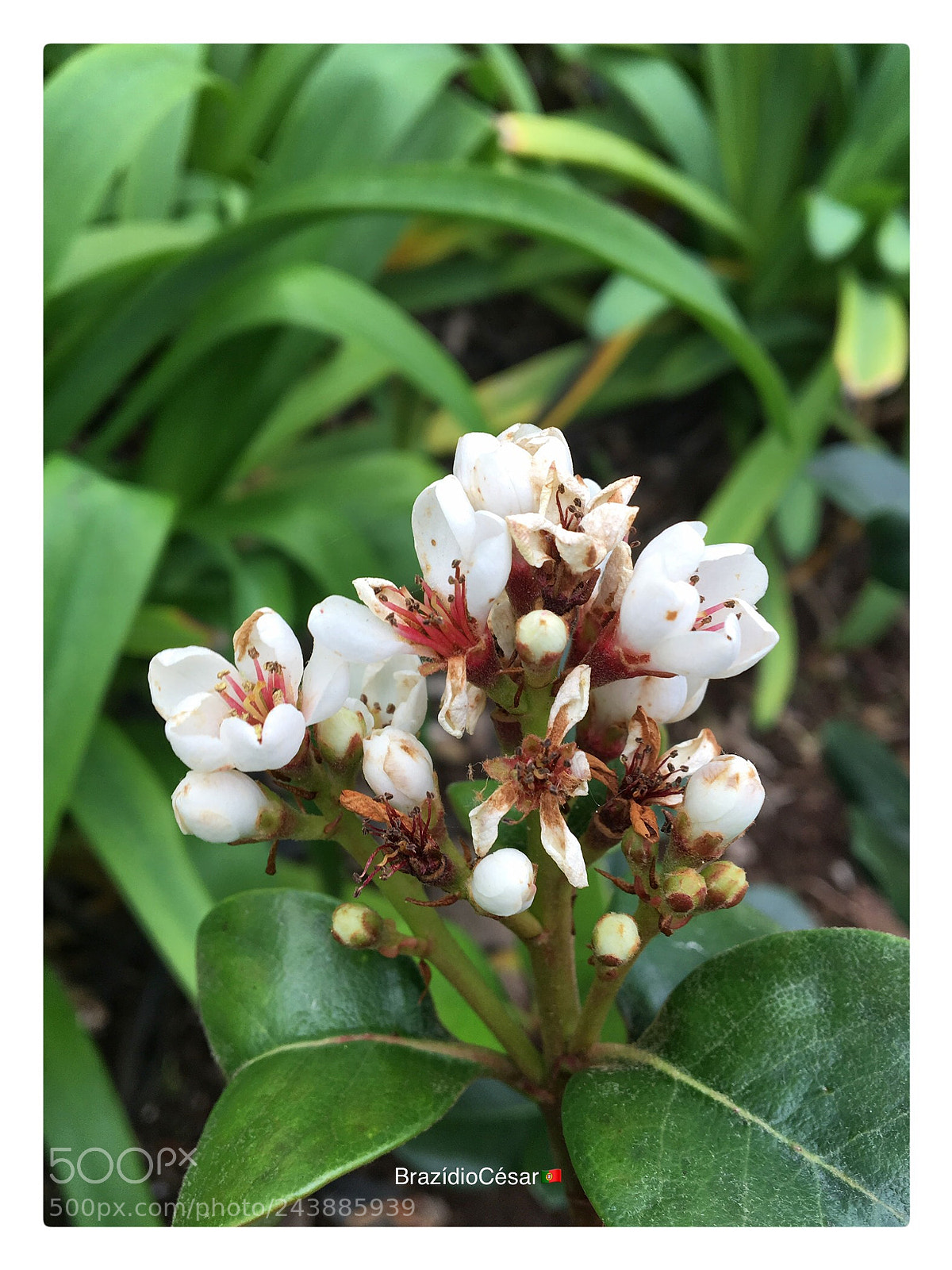 Apple iPhone 6s sample photo. Untitled photography