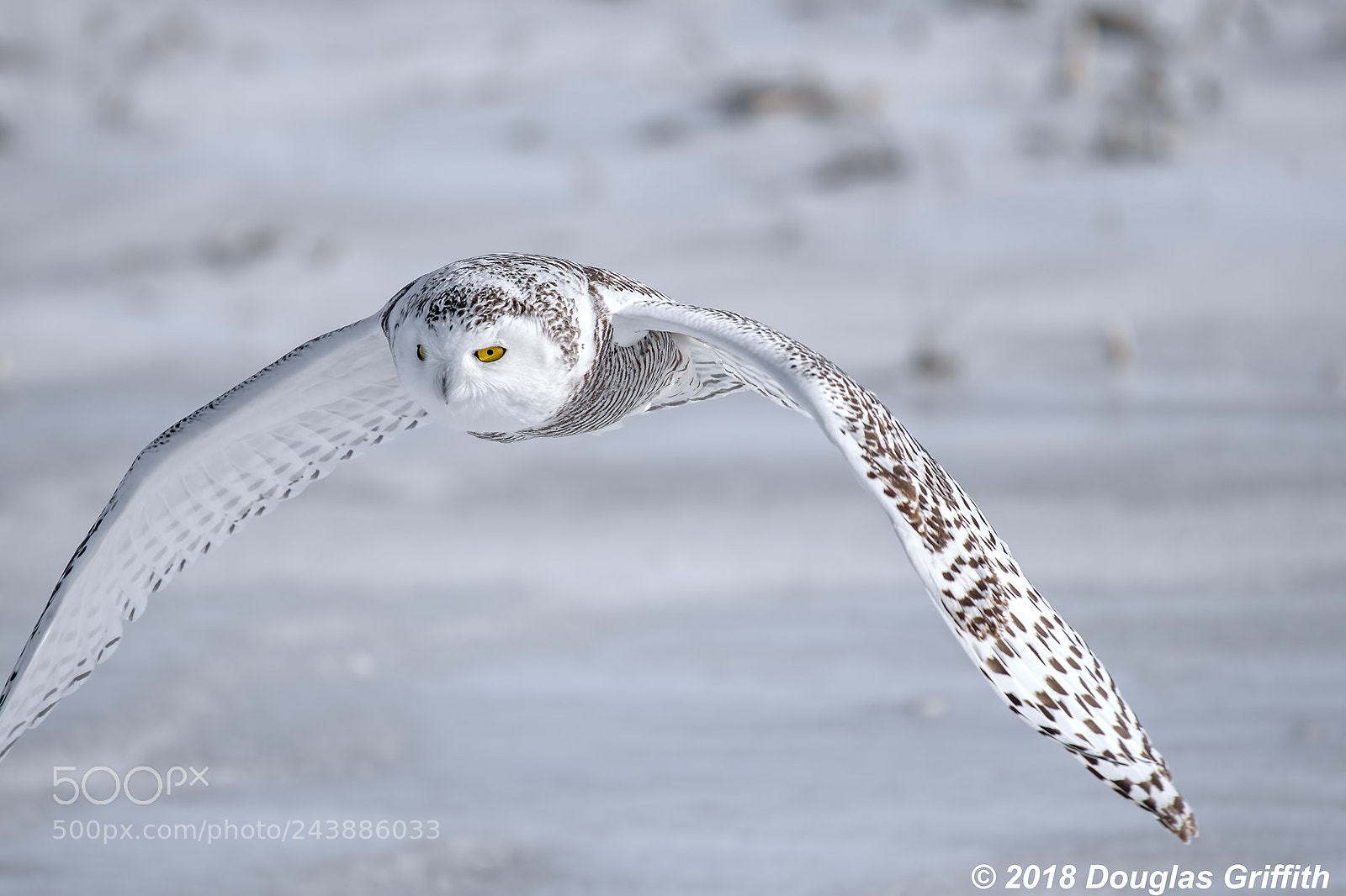 Nikon D500 sample photo. Cruisin' female snowy owl photography