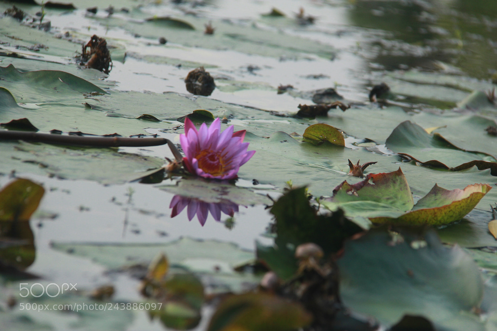 Canon EF-S 18-200mm F3.5-5.6 IS sample photo. Untitled photography