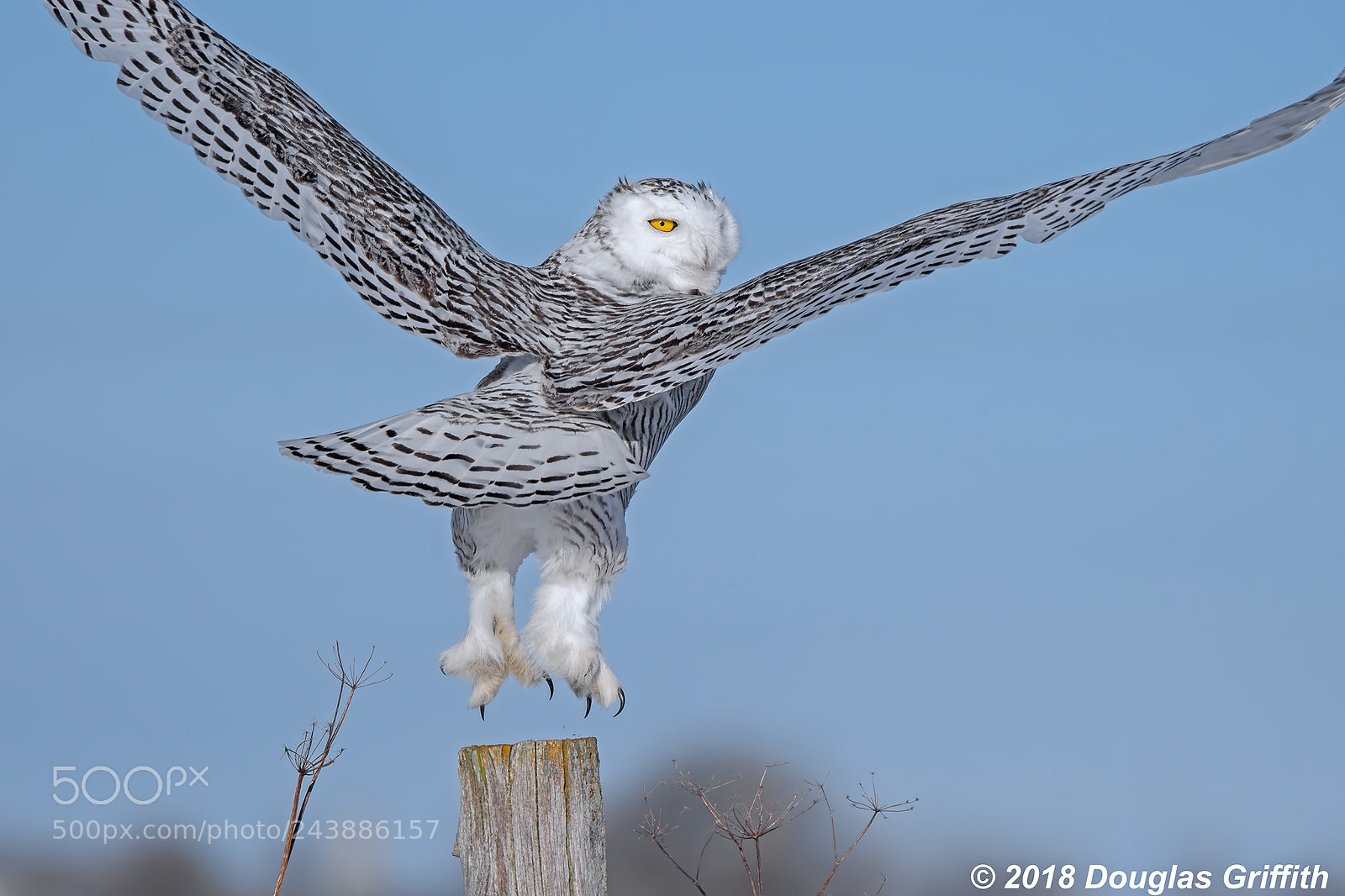 Nikon D500 sample photo. Launch female snowy owl photography