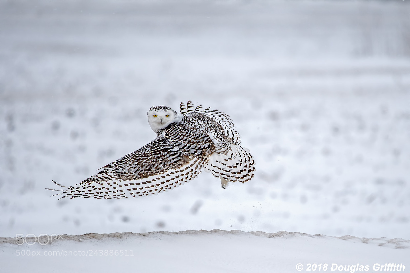 Nikon D500 sample photo. Female snowy owl bubo photography