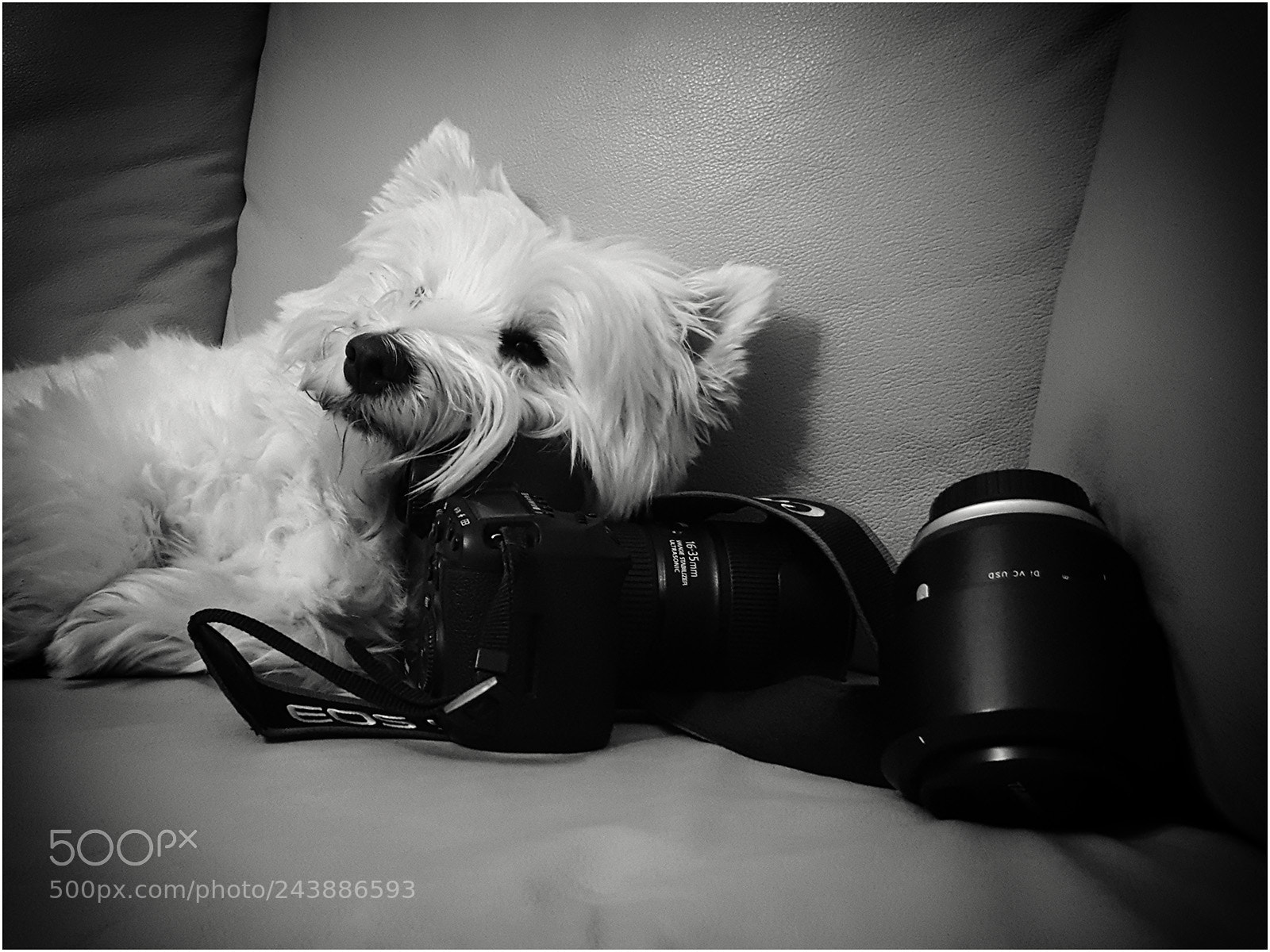 Samsung Galaxy S6 sample photo. Dog & canon photography