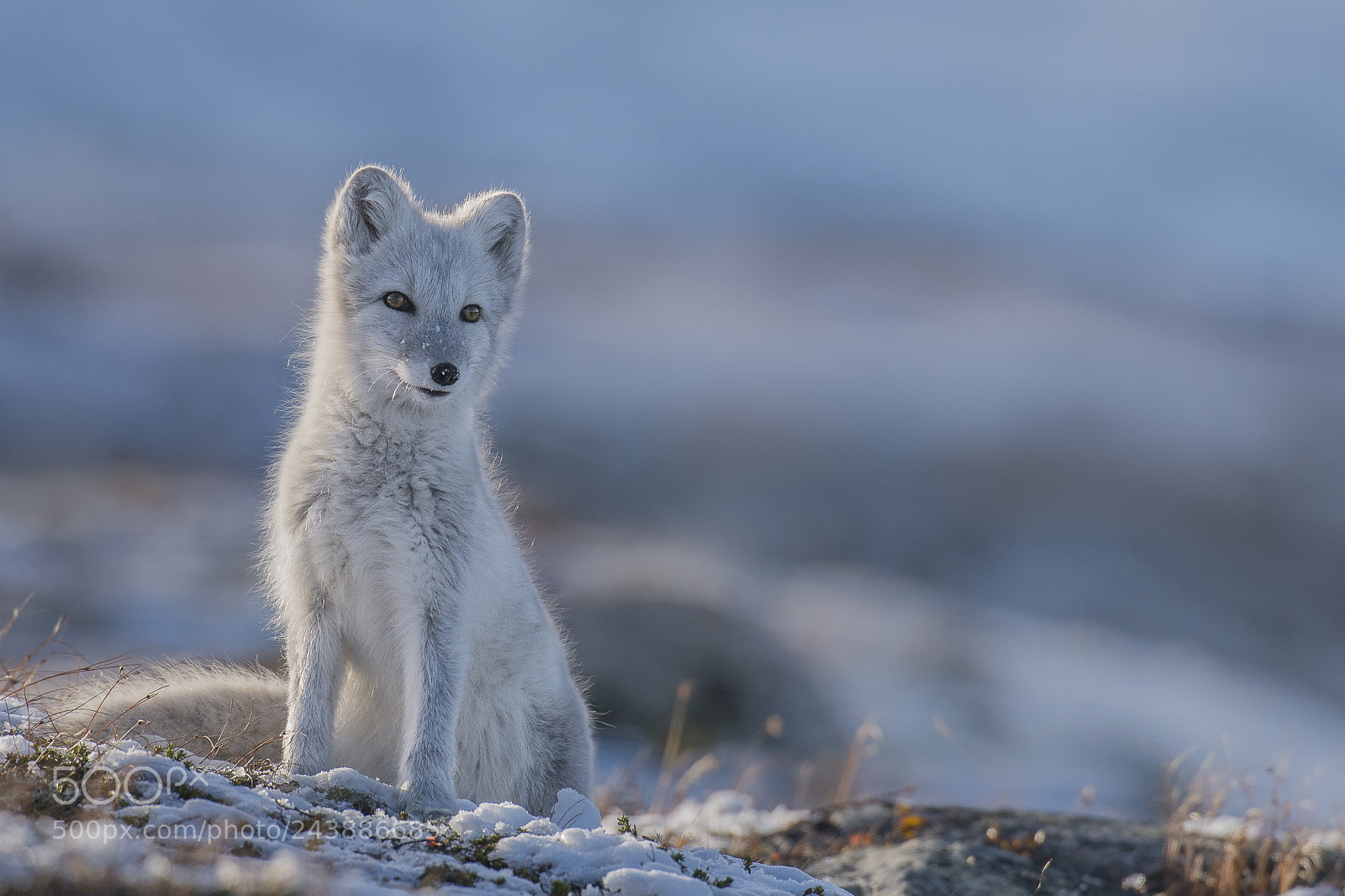 Nikon D800 sample photo. Arctic fox photography
