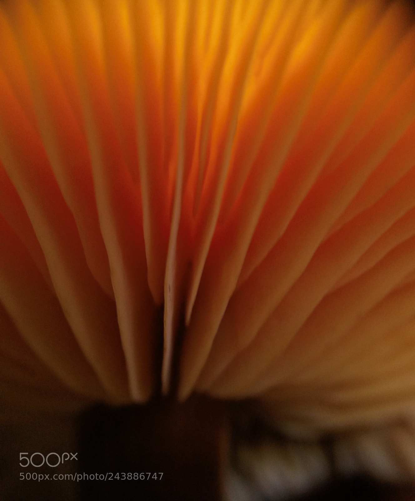 Samsung Galaxy J5(2016) sample photo. Mushroom.jpg photography