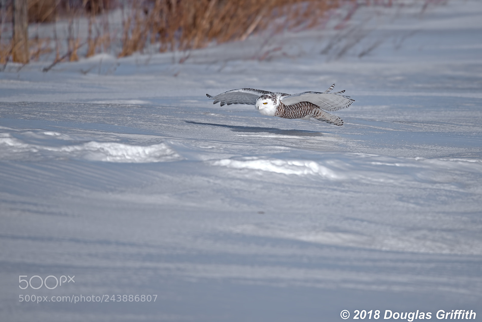 Nikon D810 sample photo. Low flight female snowy photography