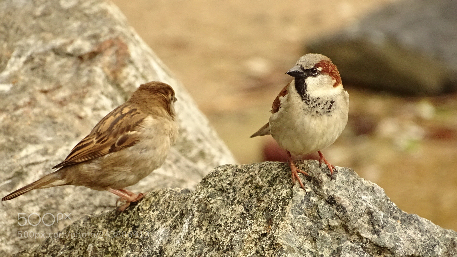 Sony Cyber-shot DSC-HX350 sample photo. Vogelpaar photography