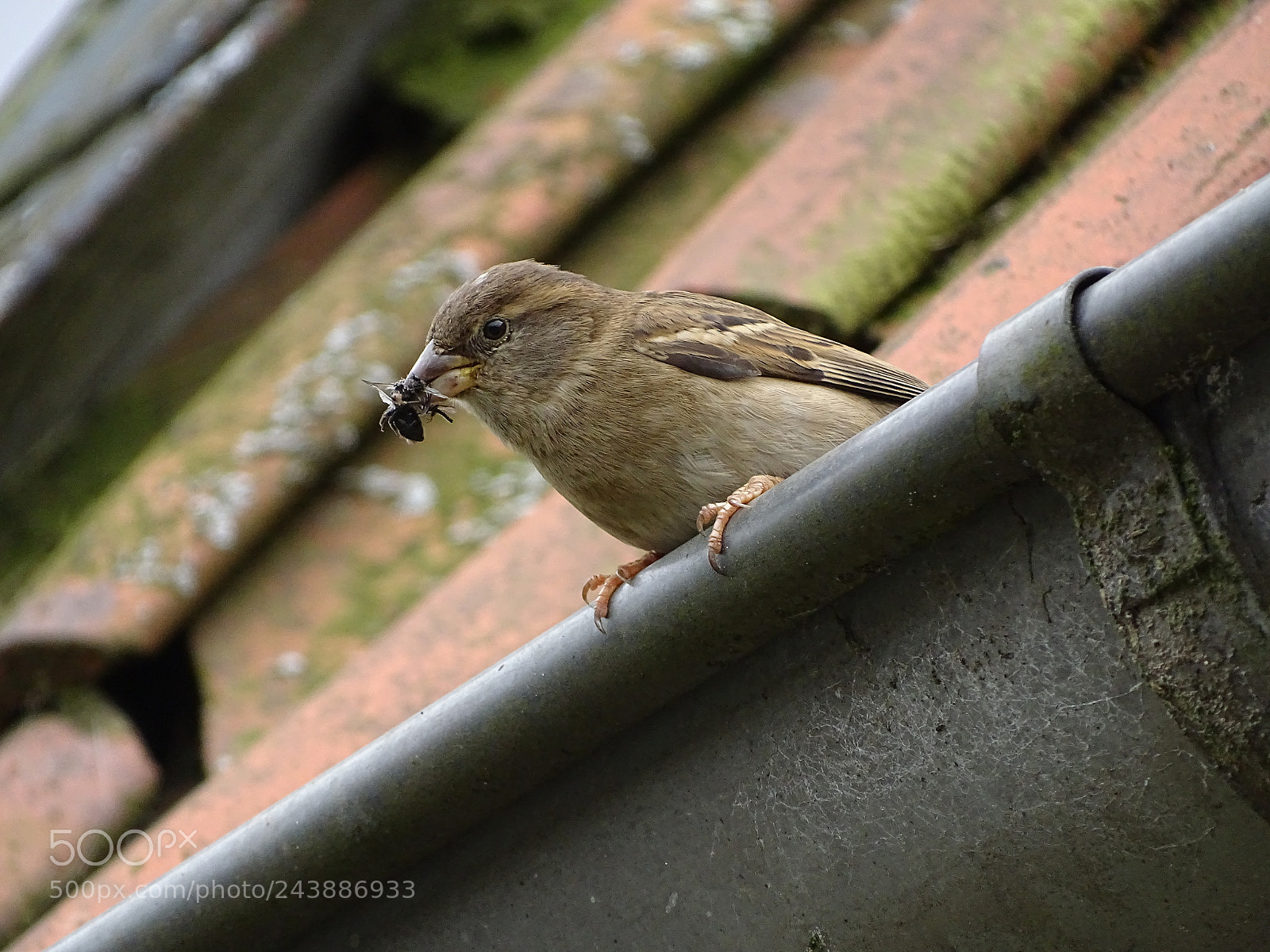 Sony Cyber-shot DSC-HX350 sample photo. Spatz mit fliege photography