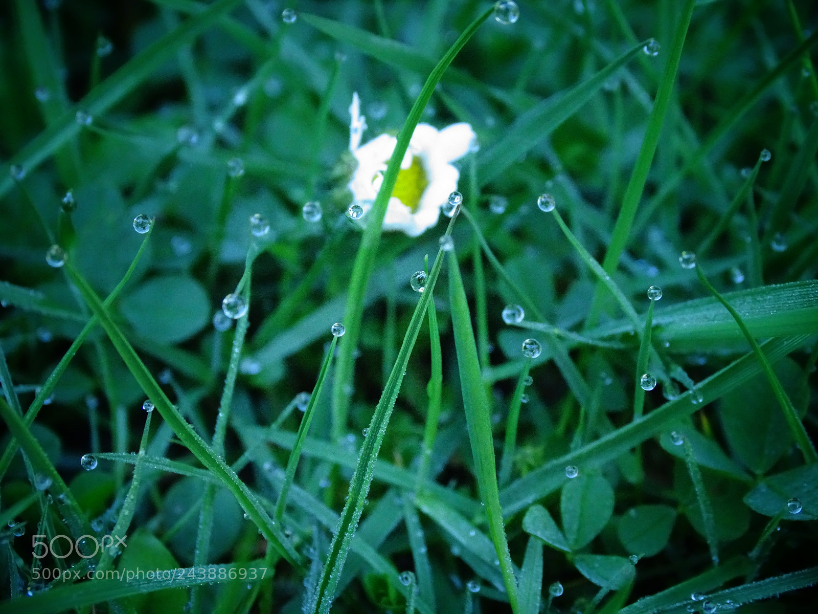 Sony Cyber-shot DSC-HX350 sample photo. Morgentau photography